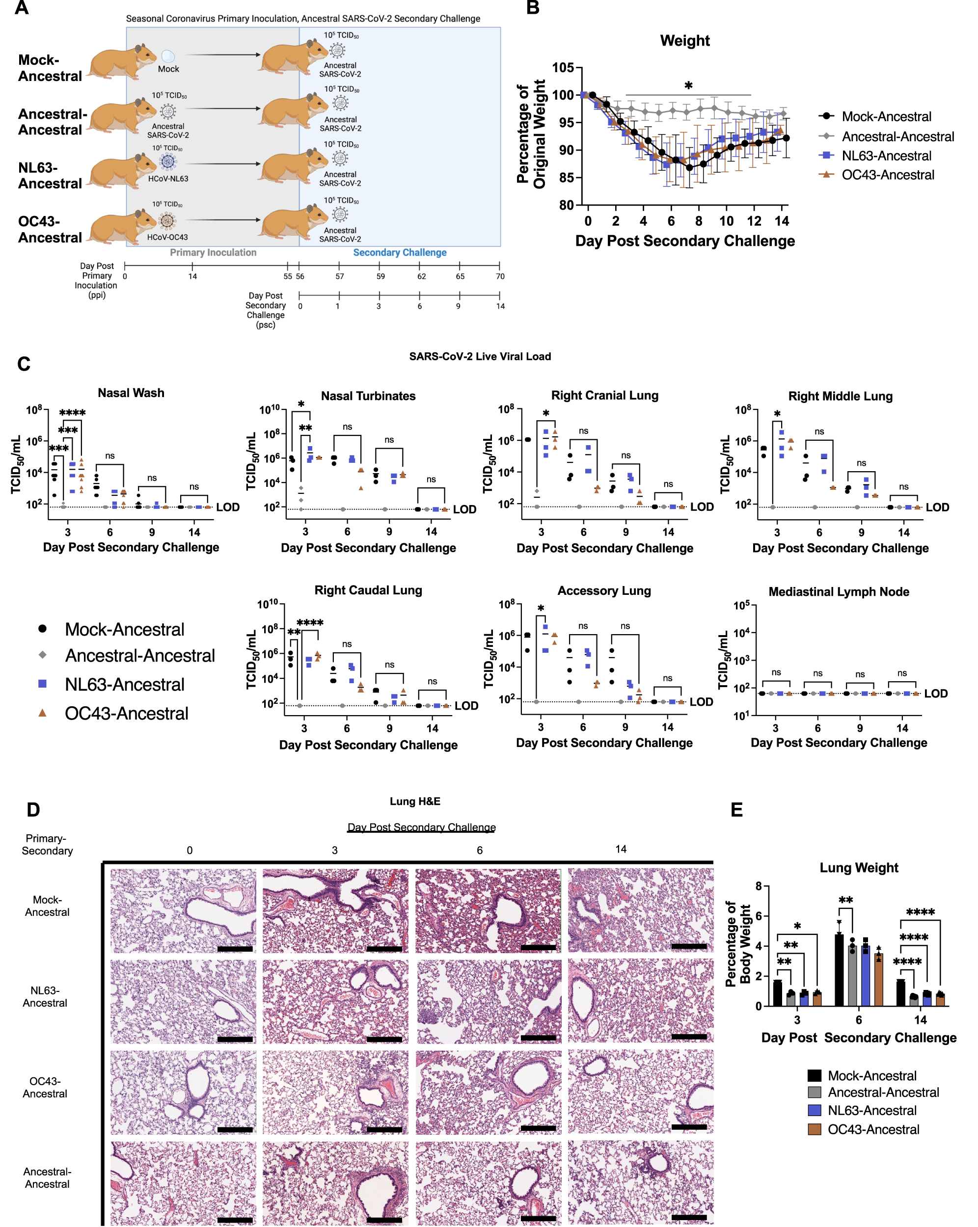 Fig. 3: Inoculating with NL63 or OC43 offer little protection during ancestral SARS-CoV-2 challenge.