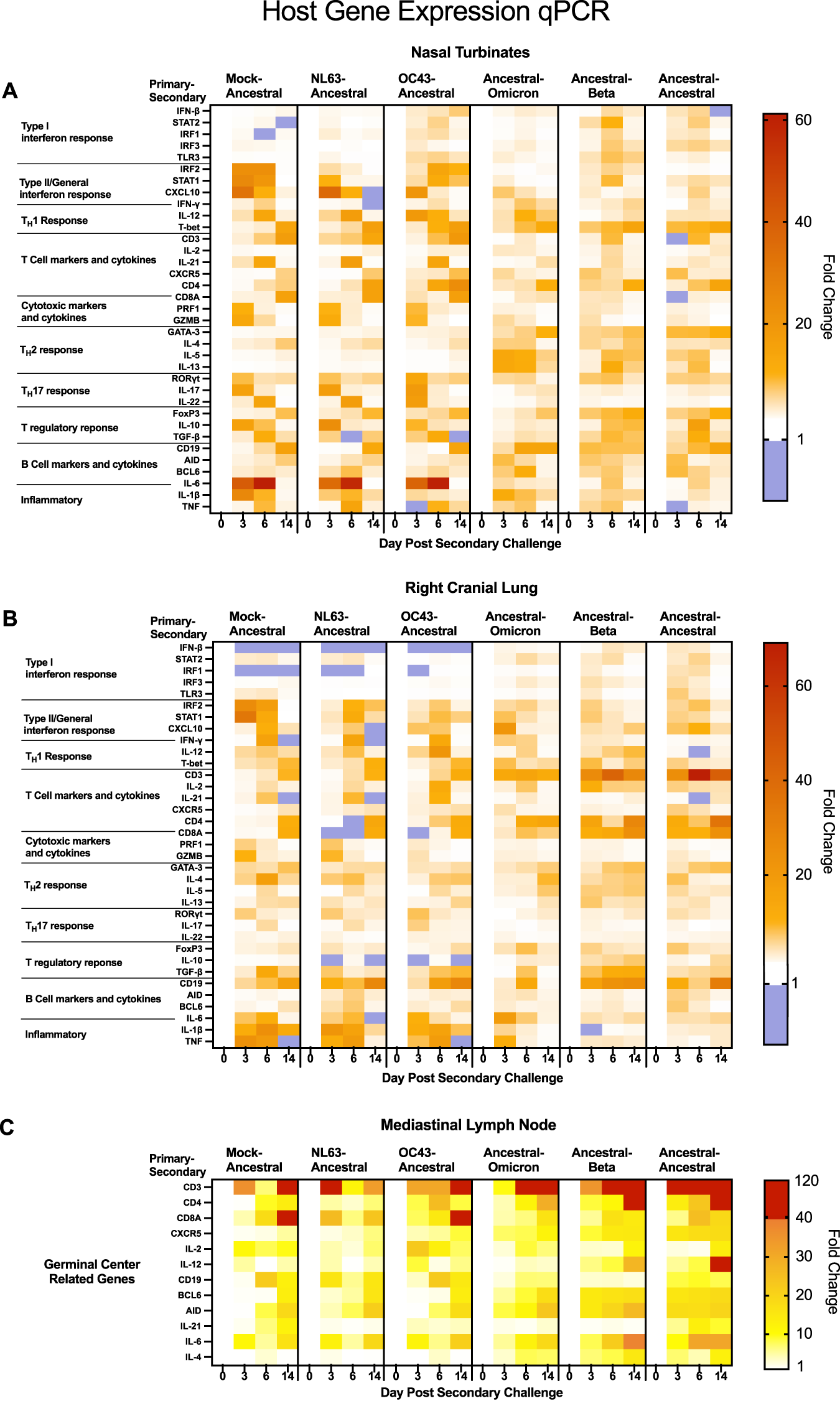 Fig. 7: Type I interferon, inflammation, and adaptive immune responses in the respiratory tissues upon secondary coronavirus challenge are regulated of according to antigenic distance of the inoculating and challenge virus.