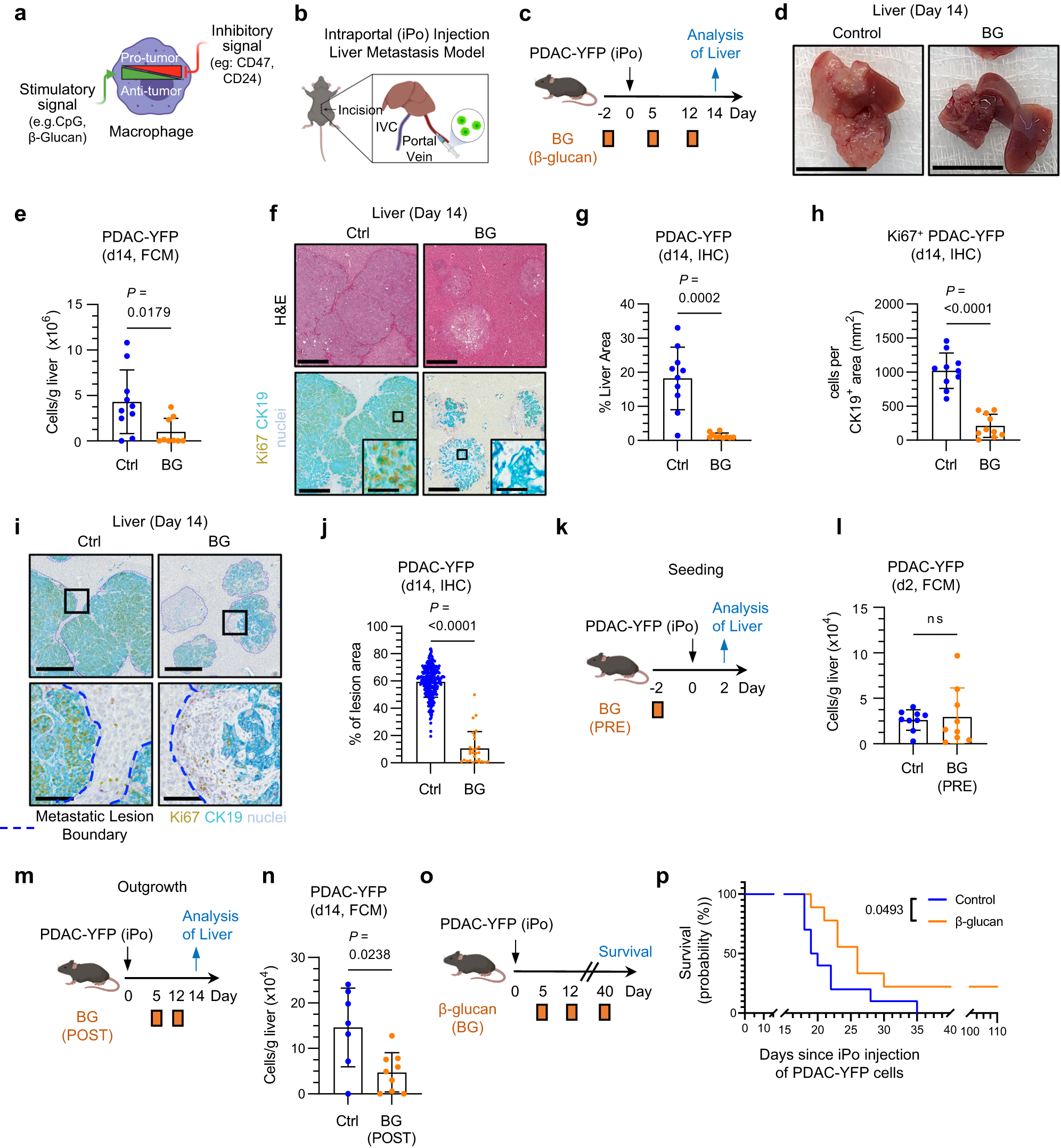 Macrophage cell counts (cells per mm2) in biopsy and tumour resection