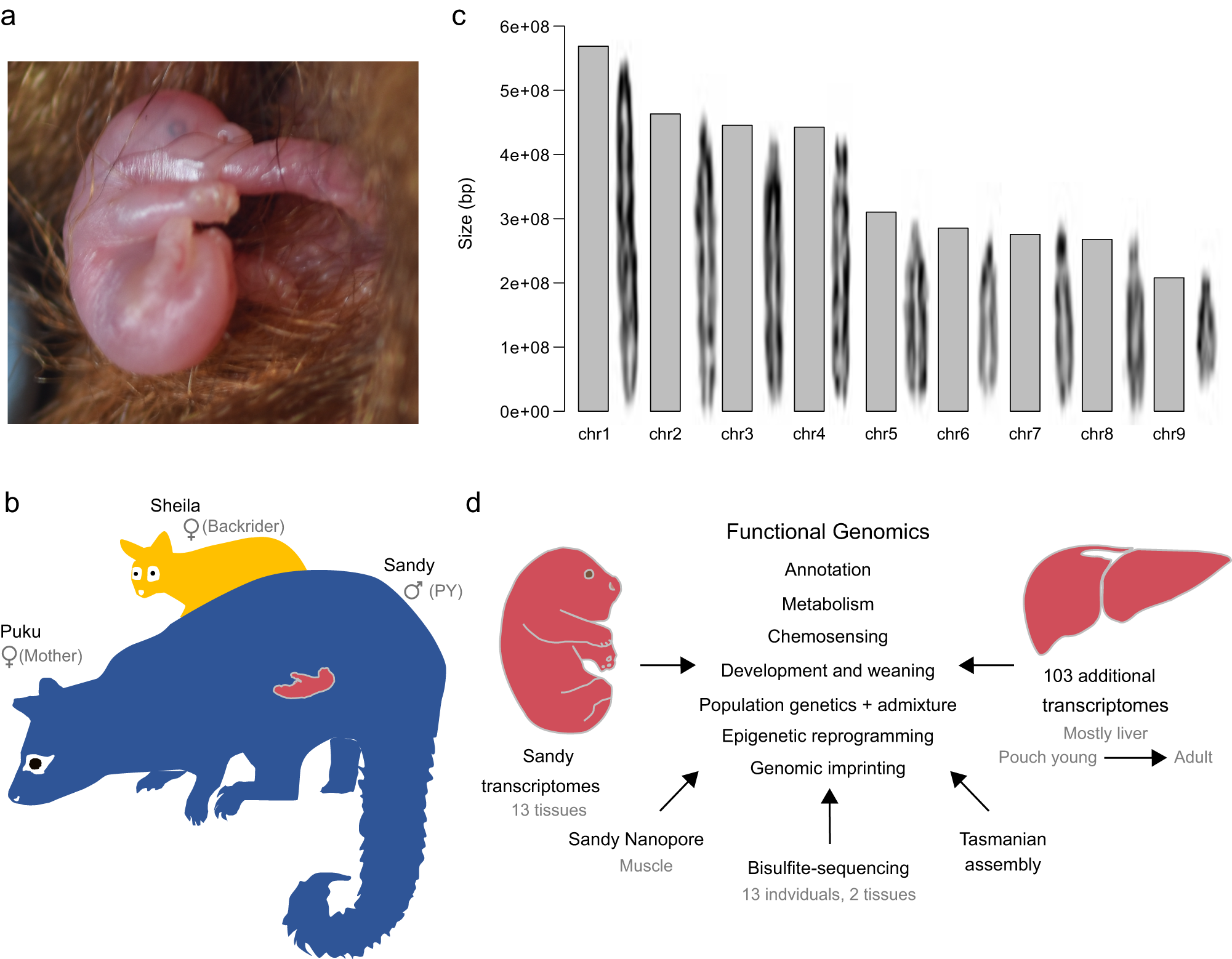 The admixed brushtail possum genome reveals invasion history in