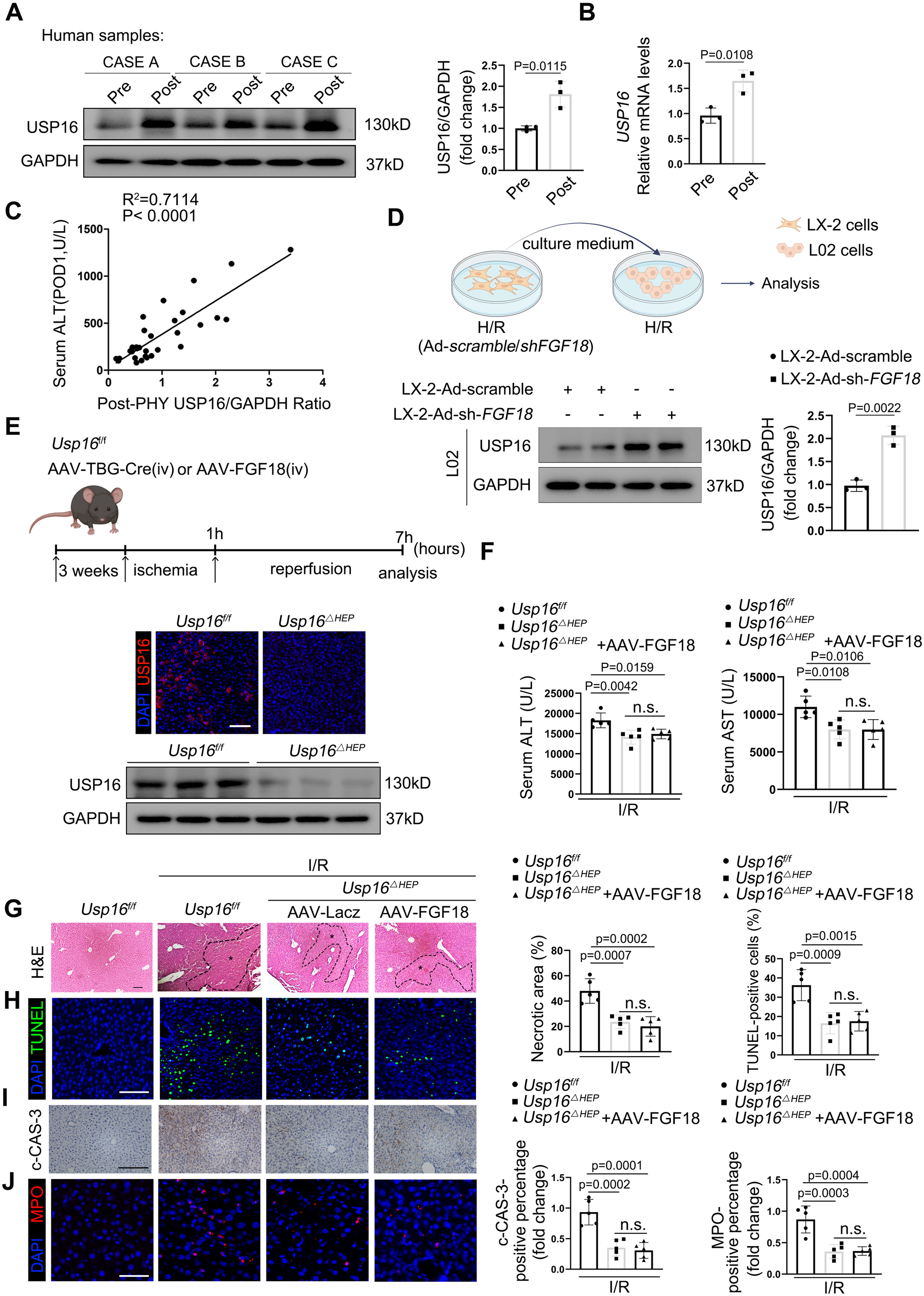 Fig. 4: FGF18-mediated protective effects in hepatic IRI is USP16 dependent.