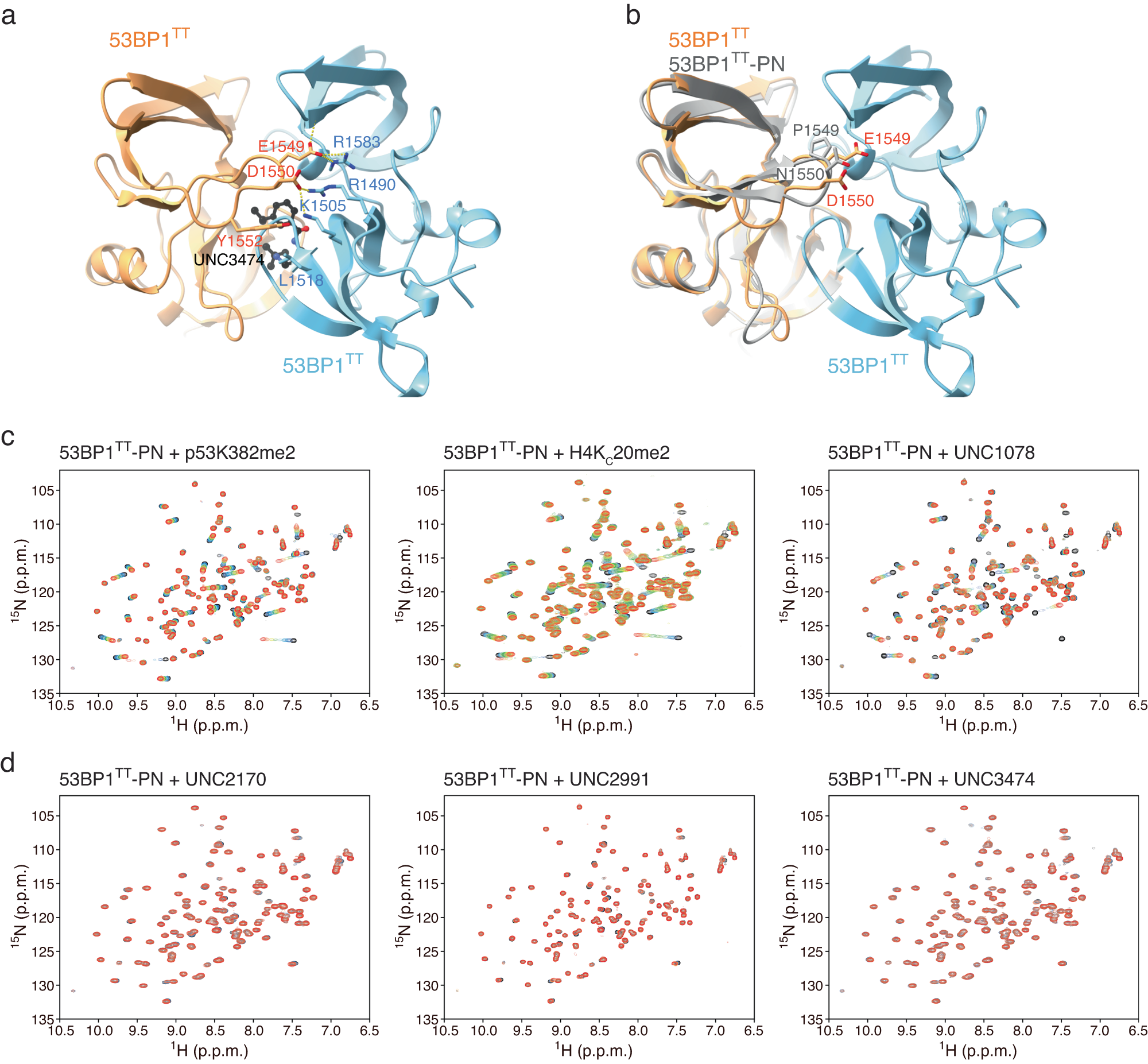 Fig. 3: Small molecules stabilize a pre-existing lowly populated 53BP1TT homodimer.