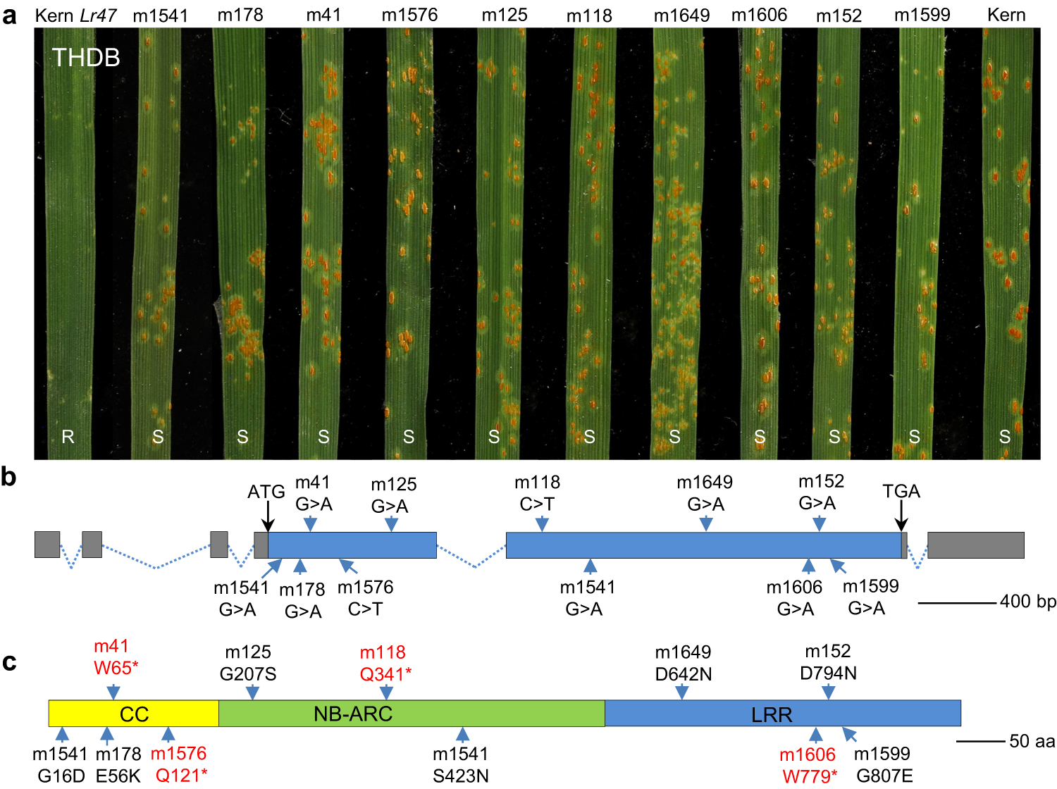 Fig. 3: Validation of the Lr47 candidate gene using EMS mutants.