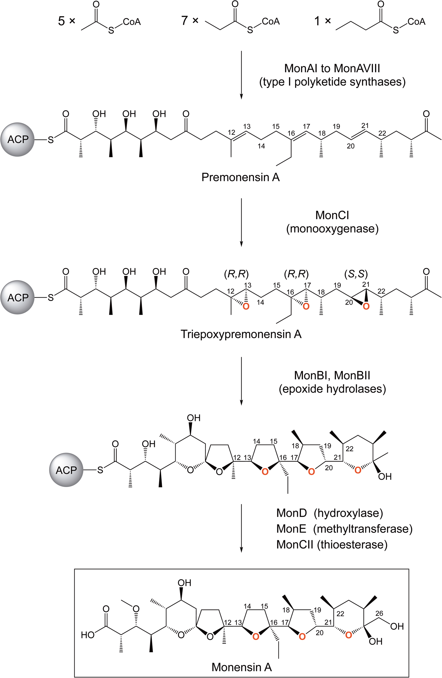 Triepoxide formation by a flavin-dependent monooxygenase in monensin  biosynthesis | Nature Communications