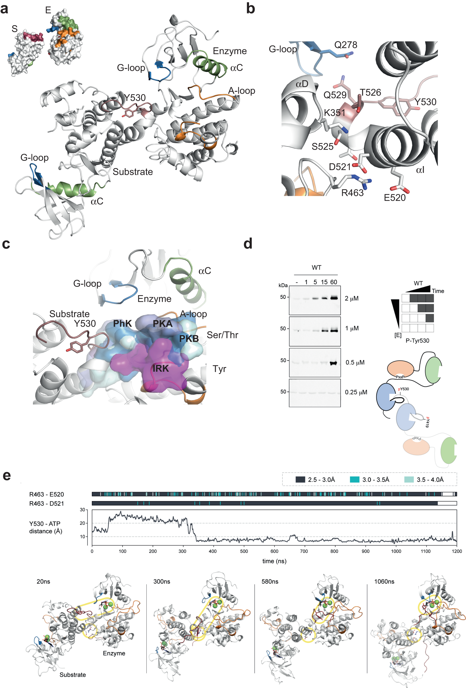 Fig. 7: A crystallographic snapshot of c-terminal Tyr 530 intermolecular autophosphorylation.