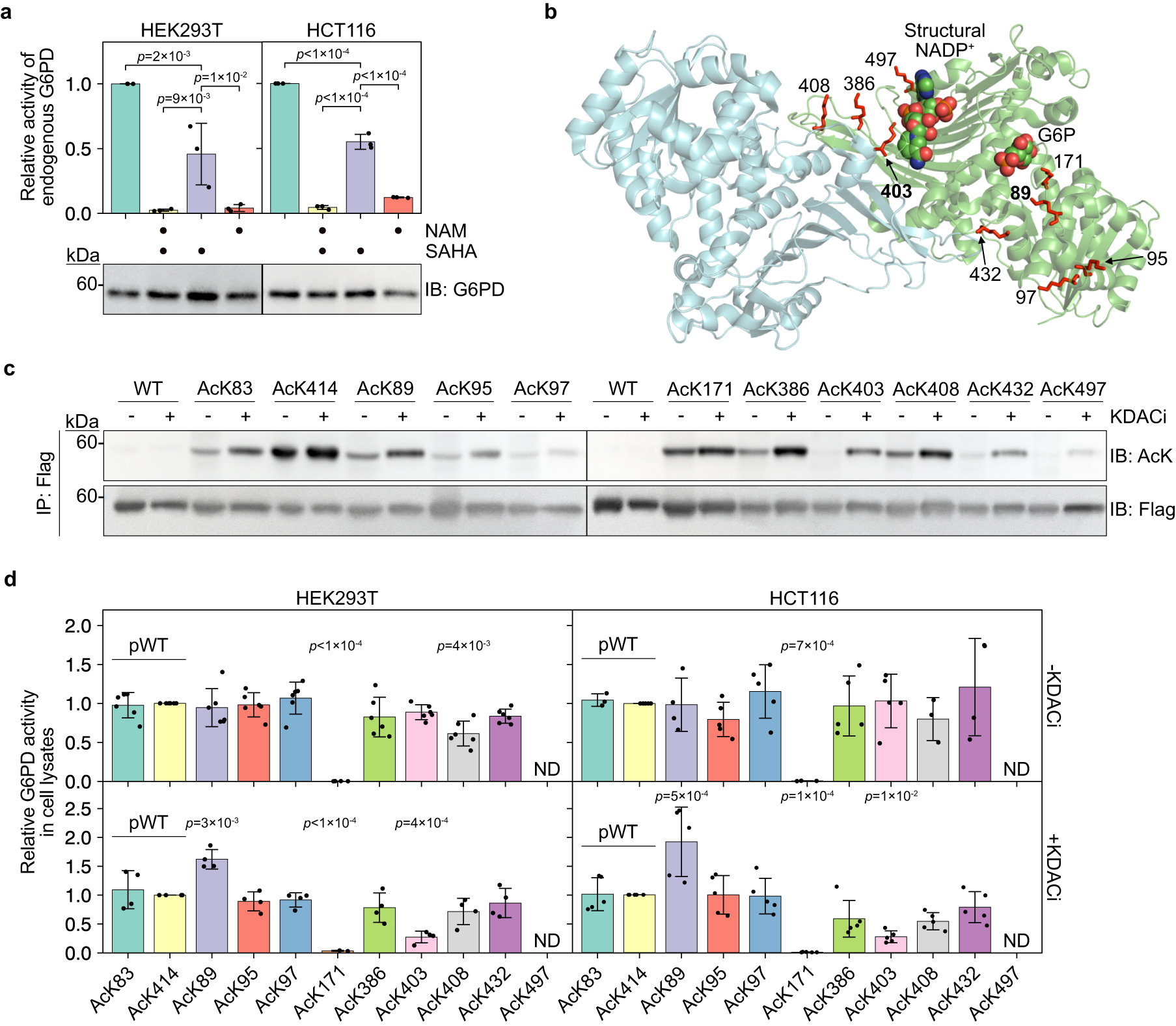 Fig. 1: Site-specific acetylation modulates the catalytic activity of G6PD in cultured mammalian cells.