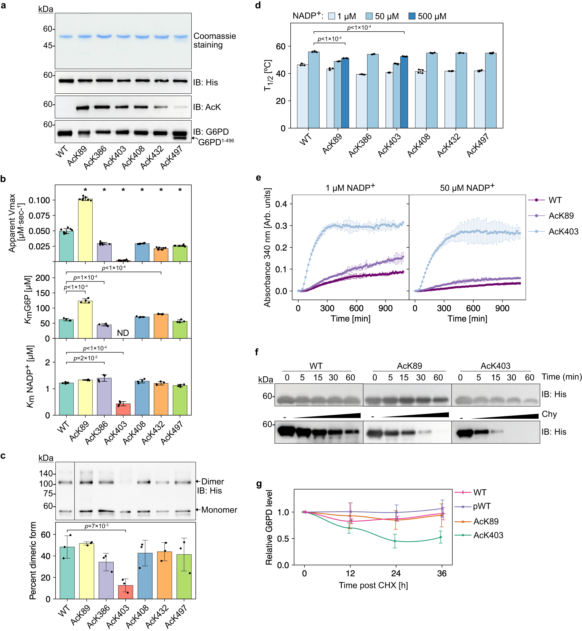 Fig. 2: Lysine 403 acetylation inhibits and destabilizes G6PD in vitro and in cells.