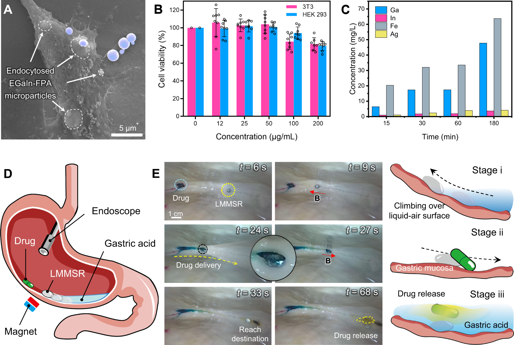 Fig. 6: Biocompatibility analysis of LMMSR and drug capsule delivery demonstration in an ex vivo porcine stomach.