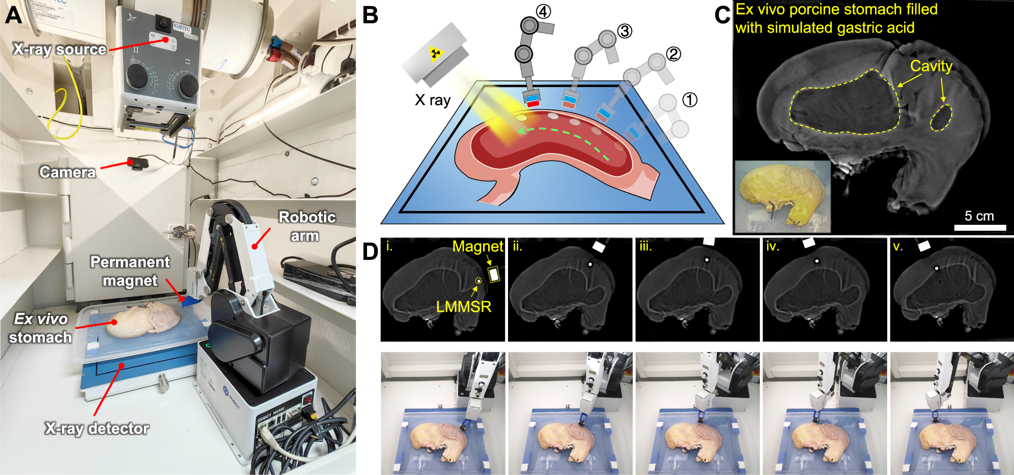 Fig. 7: Controllable navigation of LMMSR in an ex vivo porcine stomach under the monitoring of X-ray imaging system.