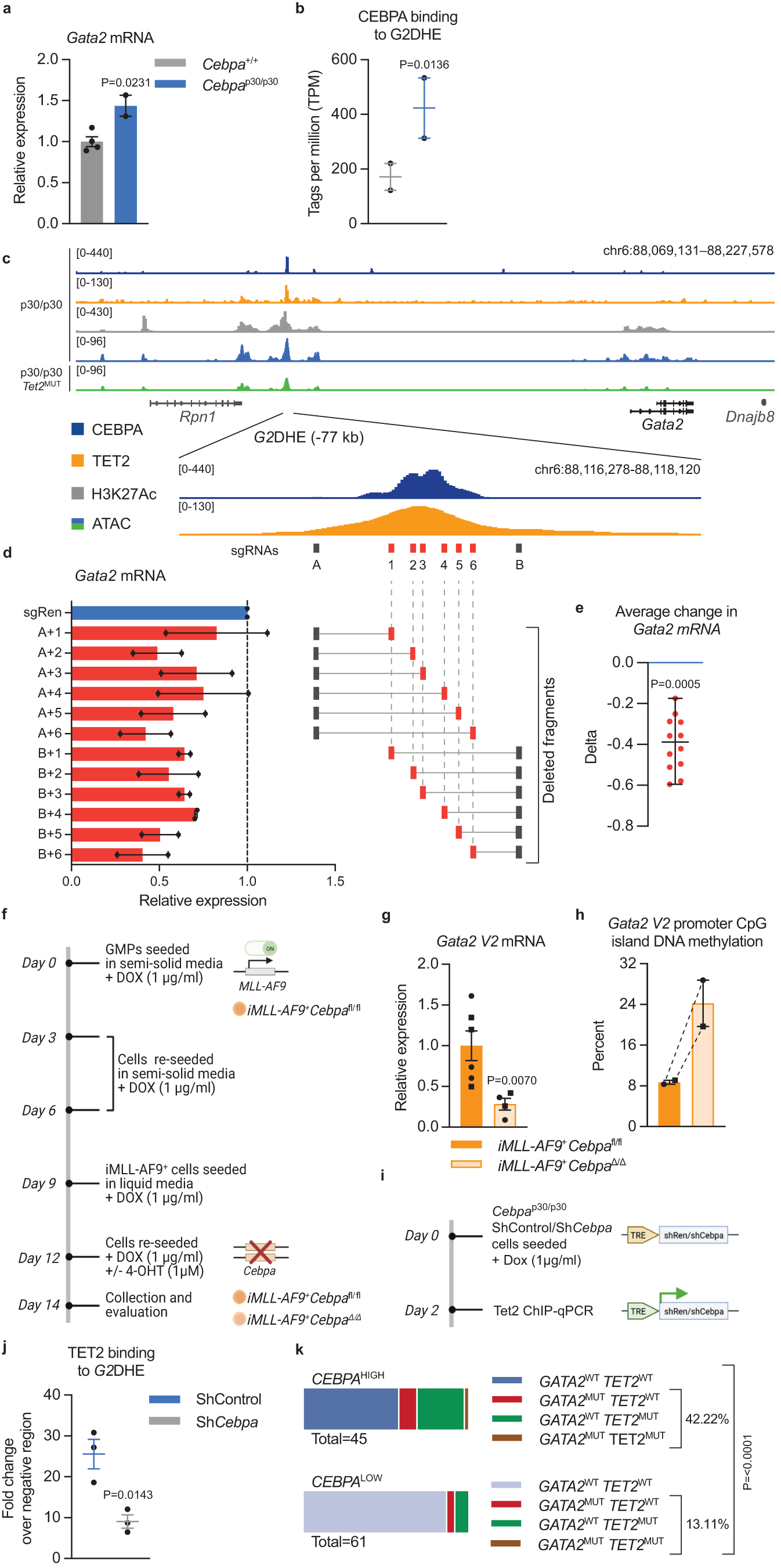 Fig. 5: Increased CEBPA p30 binding to the Gata2 distal hematopoietic enhancer drives expression of Gata2 via TET2.