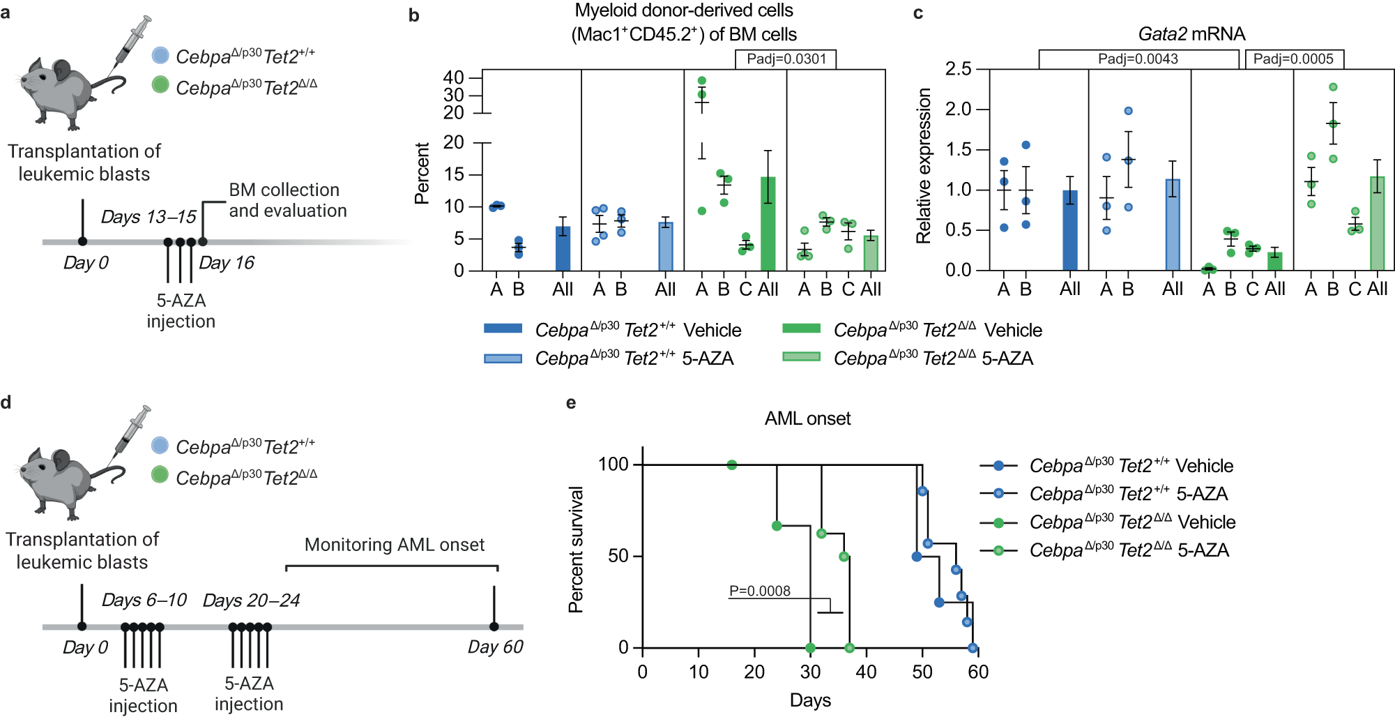 Fig. 6: Demethylating treatment restores Gata2 expression and prolongs survival in TET2-deficient Cebpa-mutant AML.