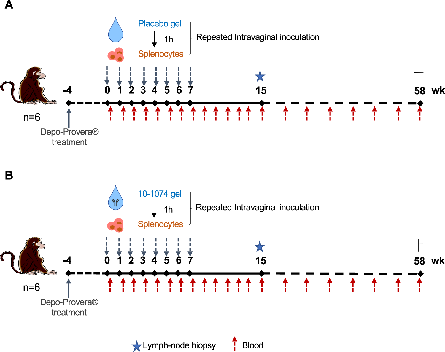 Fig. 3: Experimental design of the protection study.