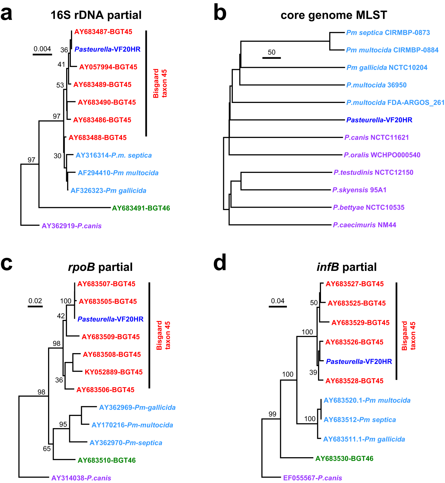 Fig. 4: The VF20HR isolate is a member of the Bisgaard Taxon 45 (BGT45) family.