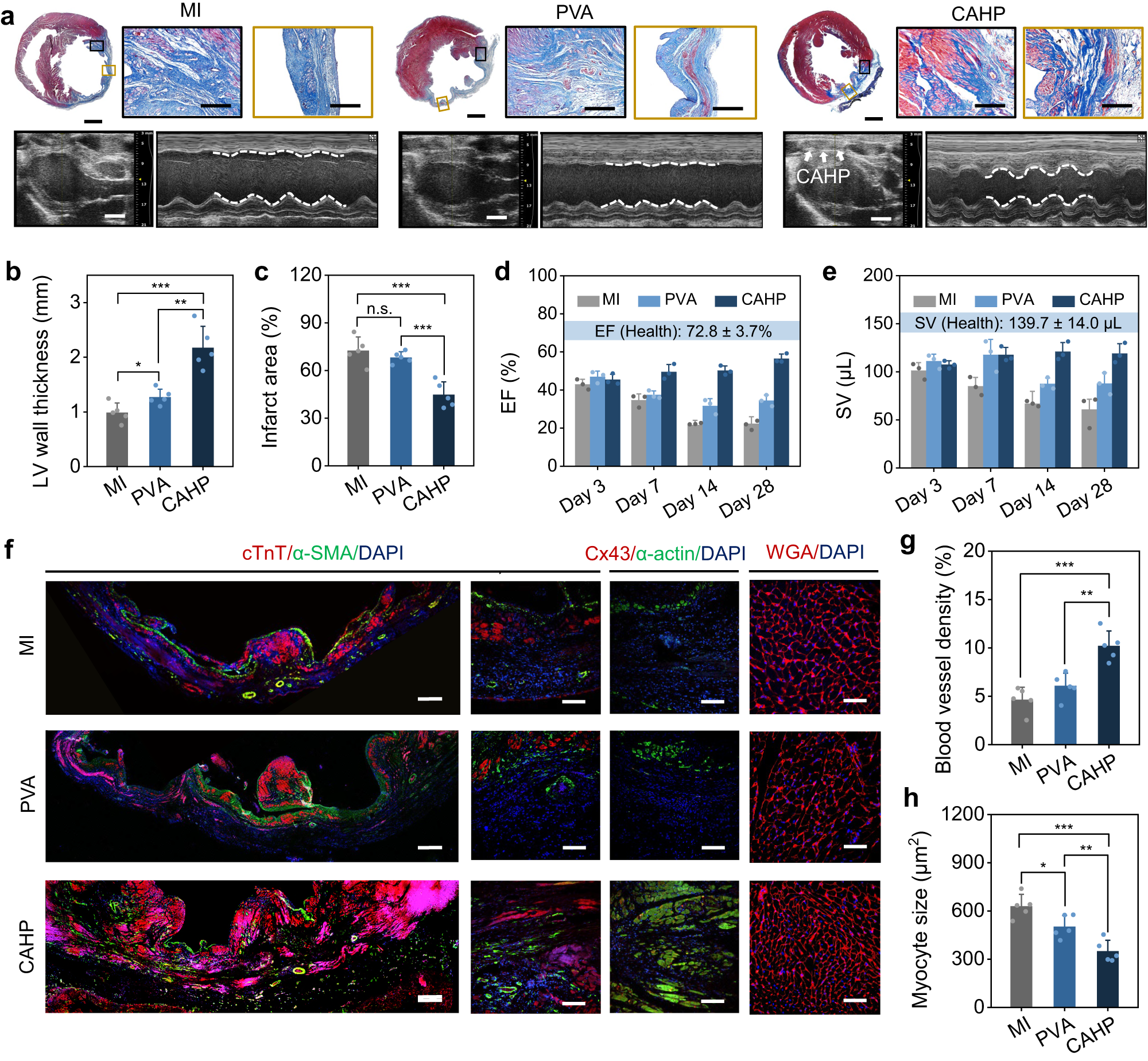 Fig. 7: Myocardial repair effects of CAHP.