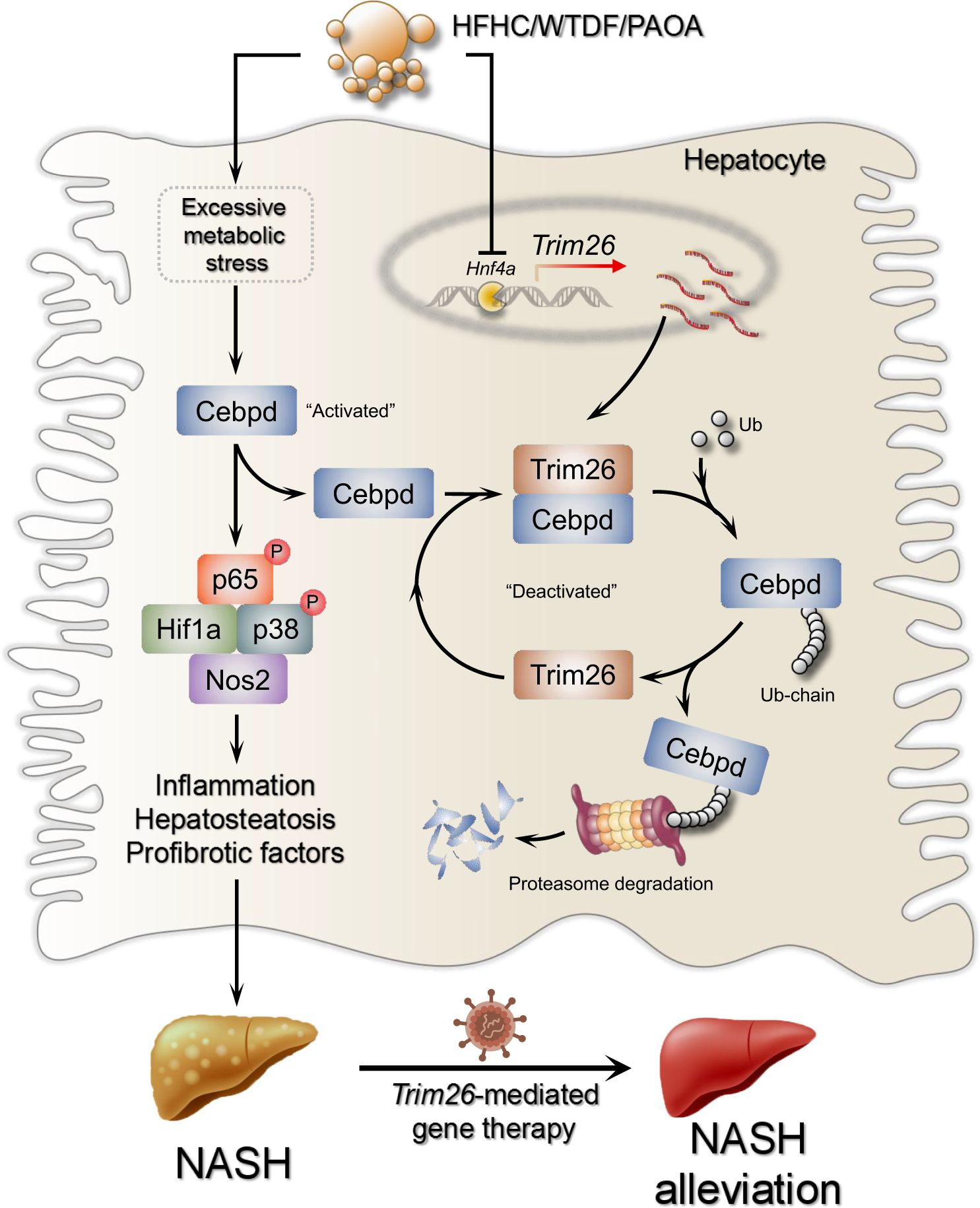 Fig. 9: Schematic diagram showing the protective function of Trim26 in NASH progression.