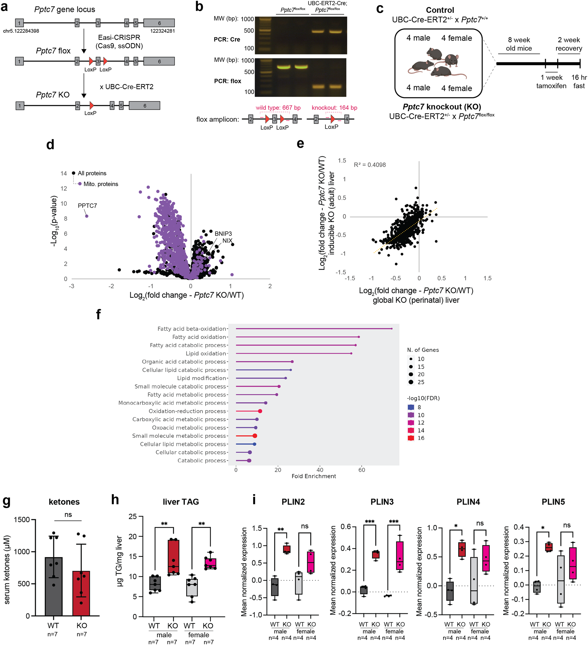 PPTC7 maintains mitochondrial protein content by suppressing  receptor-mediated mitophagy | Nature Communications