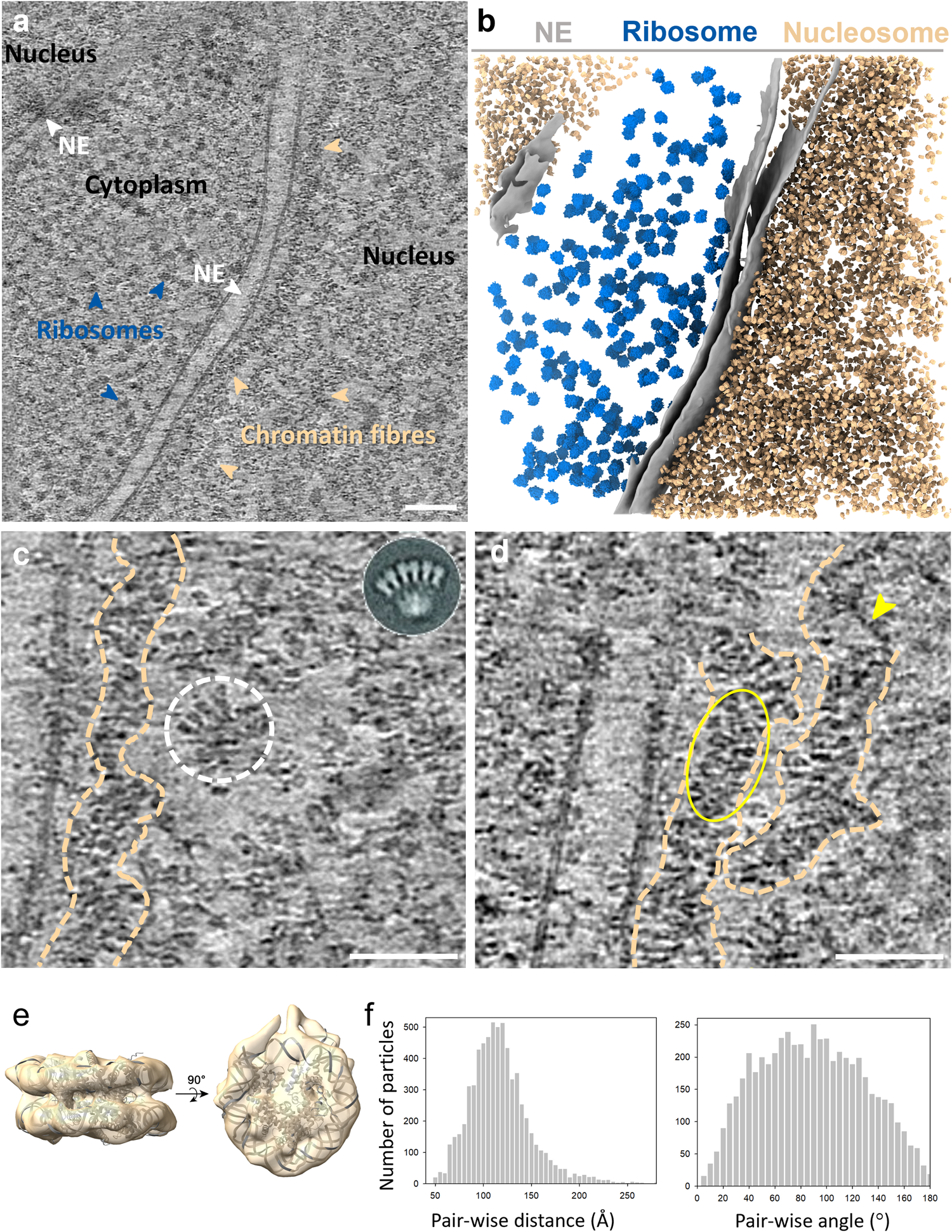 Structure of native chromatin fibres revealed by Cryo ET in situ