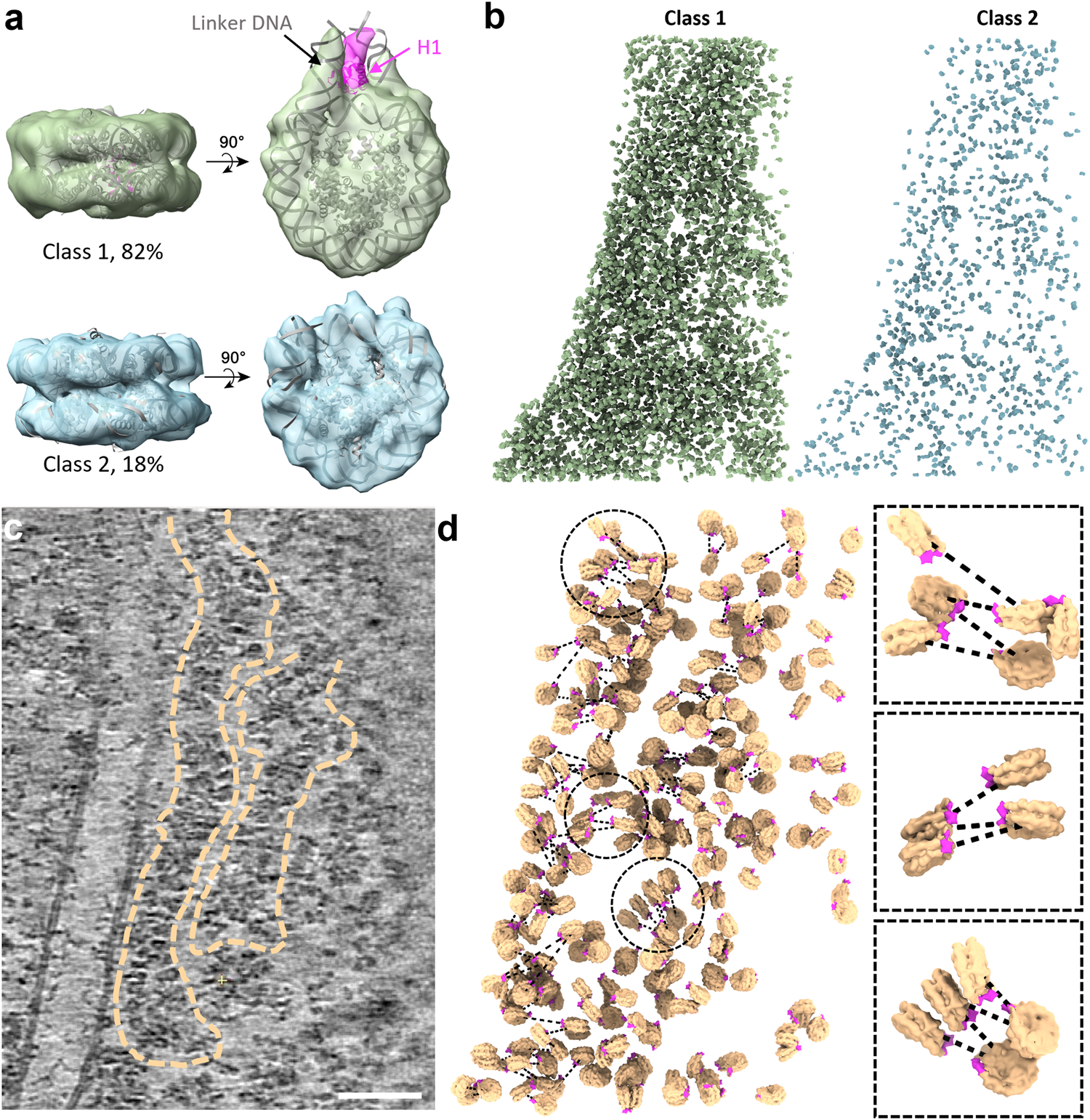 Fig. 2: 3D Organization of nucleosomes in native chromatin fibres.