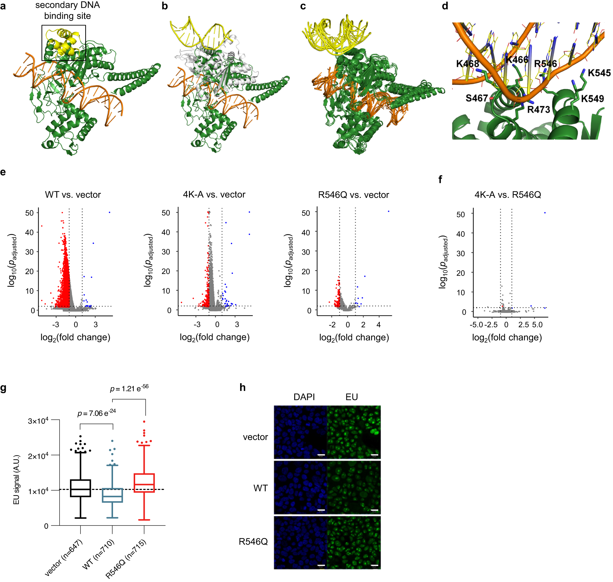 Fig. 1: A secondary DNA binding site on TOP1 is required for transcriptional downregulation.