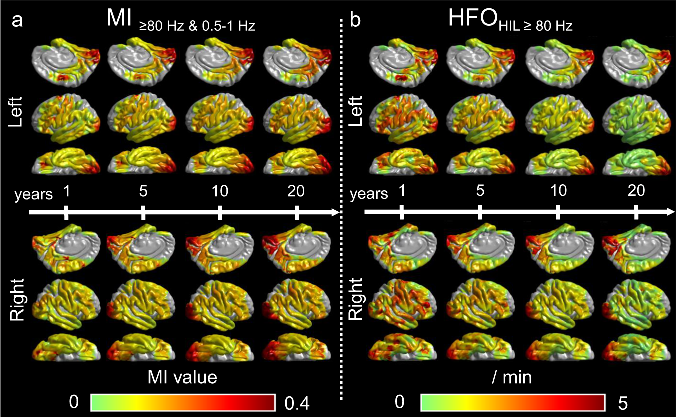 Fig. 3: Snapshots of the developmental atlases of cortical MI and HFO.