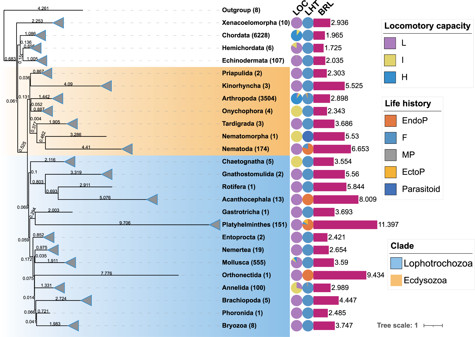 Fig. 1: Life history, locomotory capacity and average branch lengths of the Bilaterian dataset used to conduct the analyses.