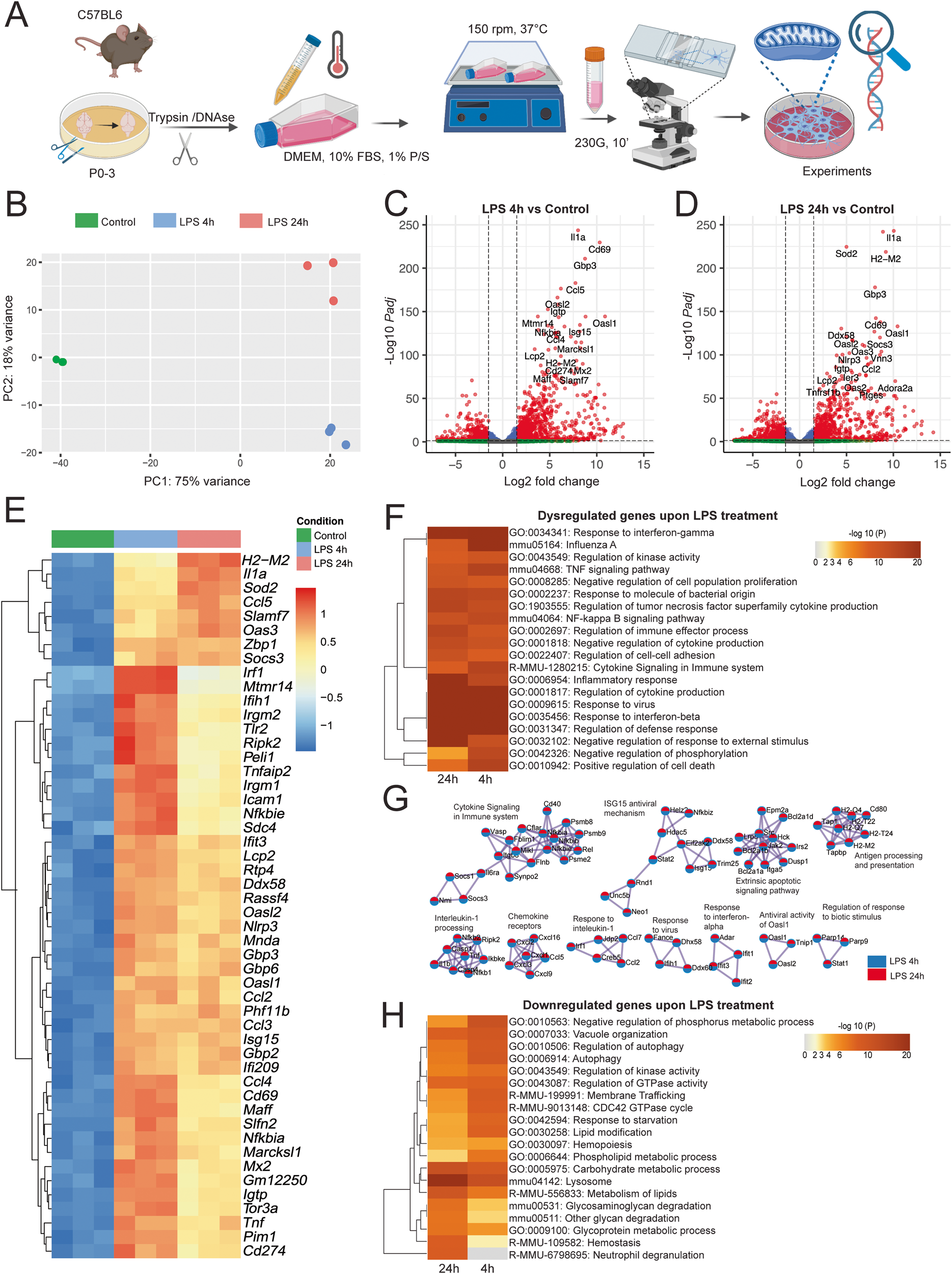 Species-specific metabolic reprogramming in human and mouse microglia  during inflammatory pathway induction | Nature Communications