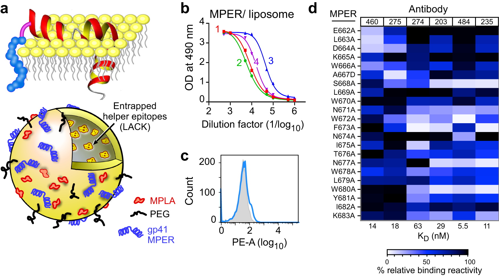 Fig. 1: Immunogenicity of MPER/liposome vaccine.