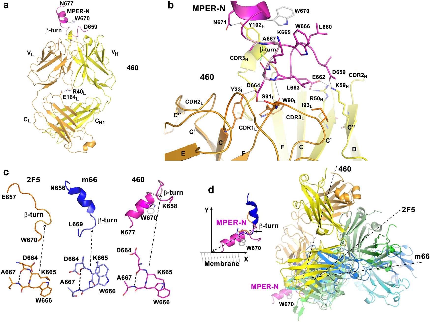 Fig. 3: A similar binding mode but a disfavored MPER-approach angle of Fab460 compared to patient-derived Fabs from 2F5 and m66.