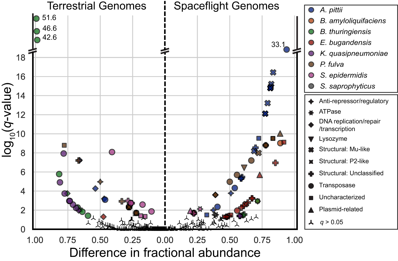 Fig. 3: Mobilome-associated Clusters of Orthologous Groups (COG) functions significantly different in either flight or terrestrial genomes [q value < 0.05, two-tailed Rao score test p value corrected for multiple testing (see Methods)].