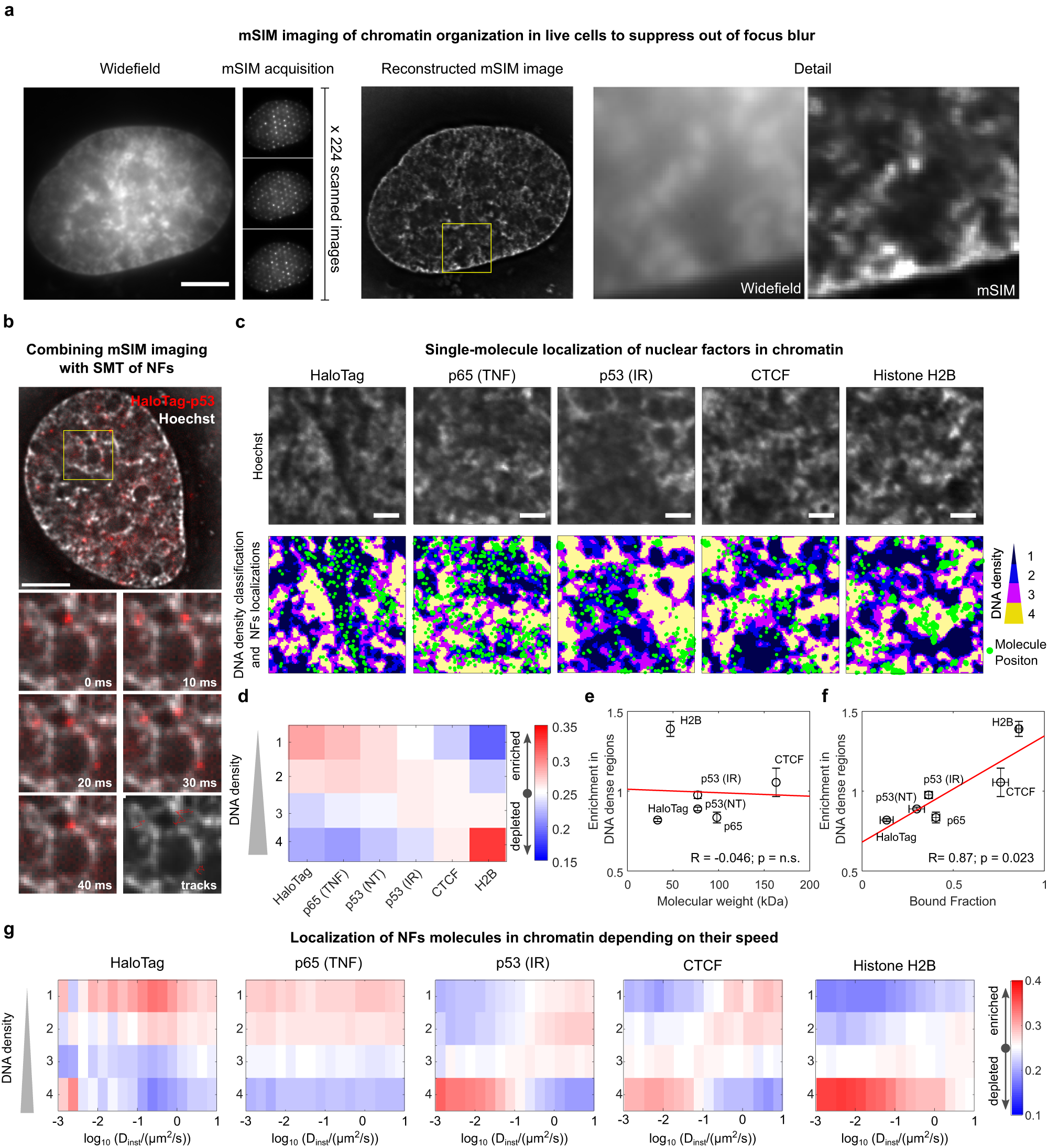 Chromatin organization drives the search mechanism of nuclear