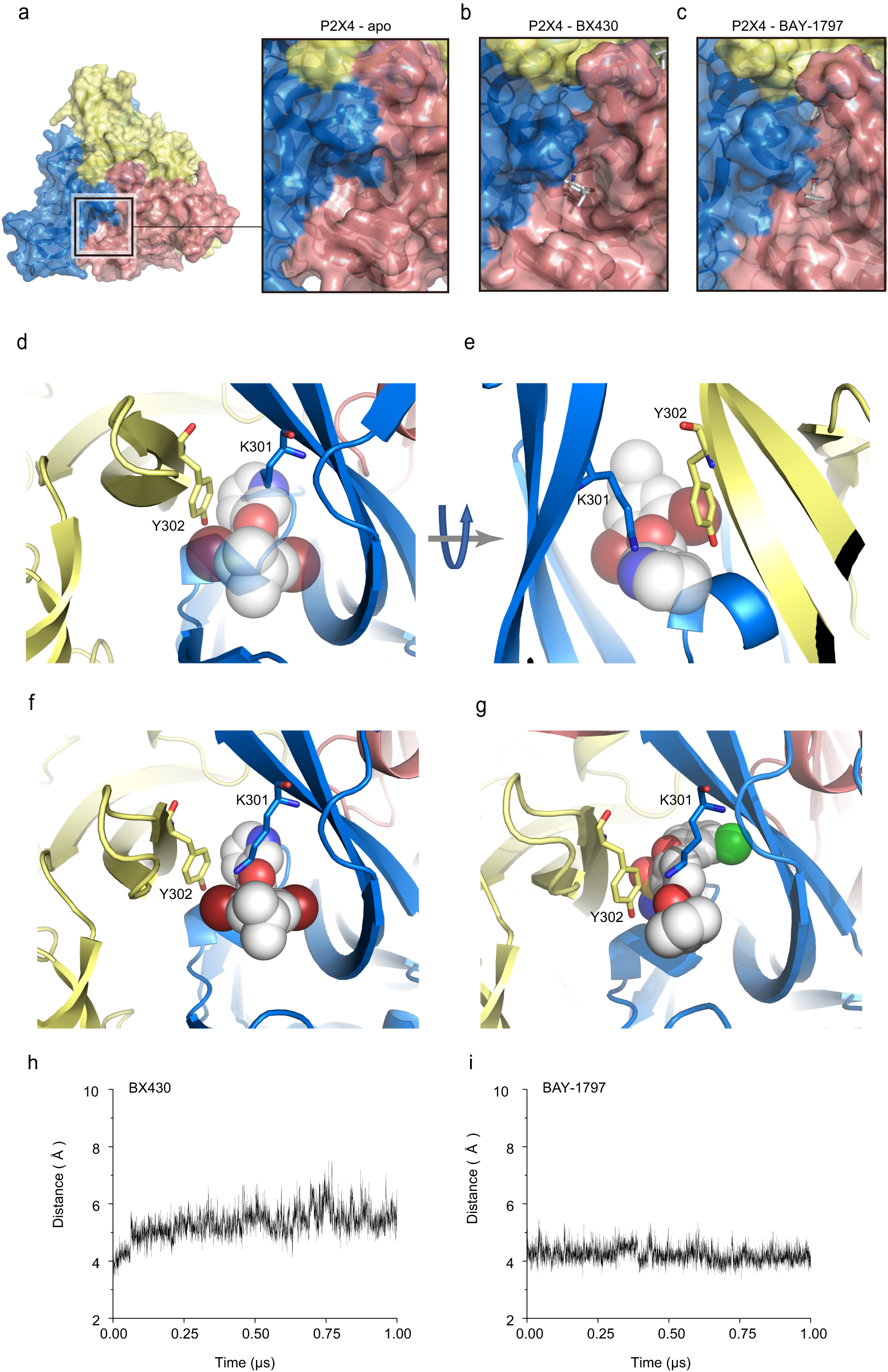 Fig. 5: Ligand-dependent structural reorganization of Lys301.