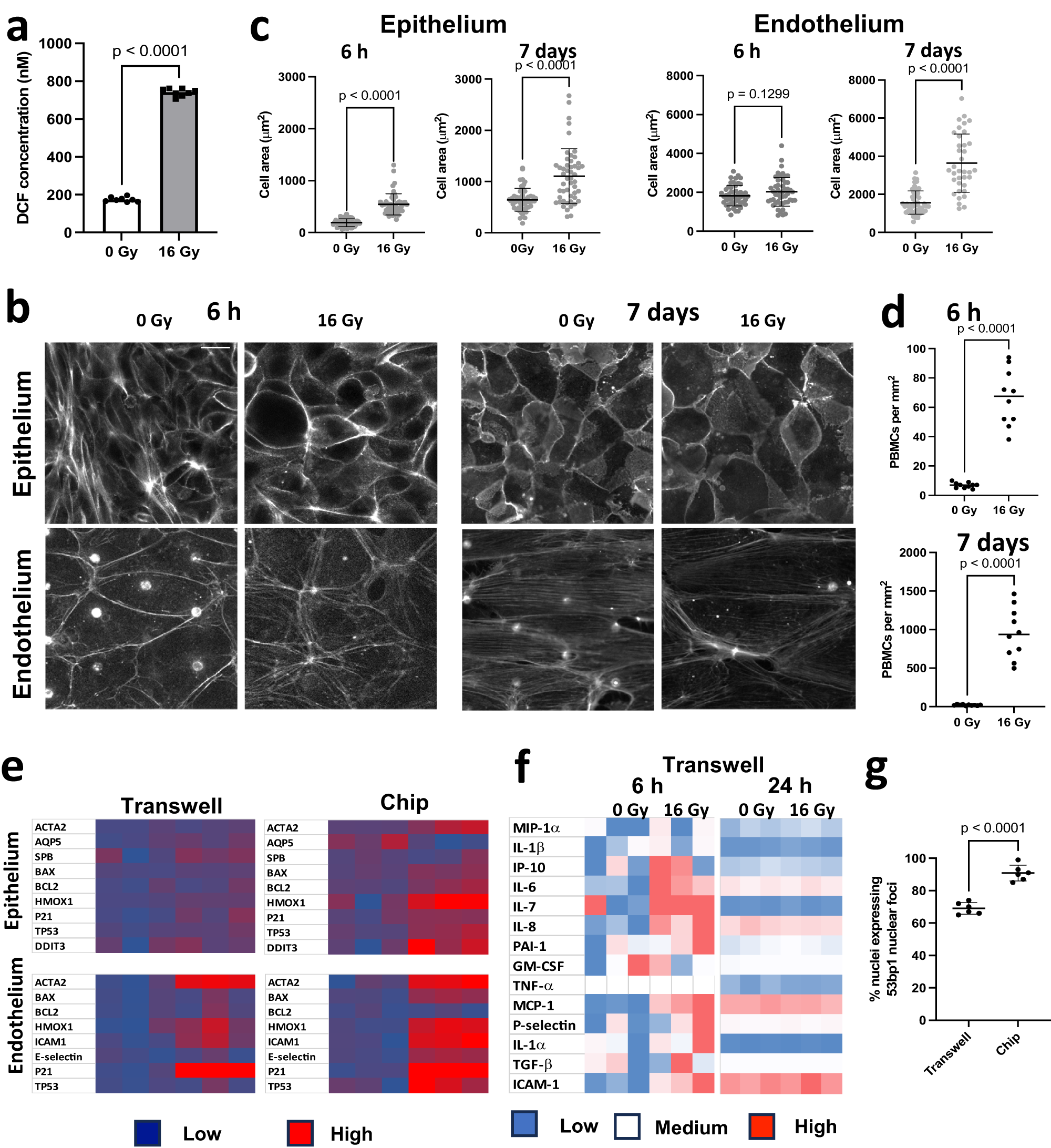 Fig. 2: Radiation injury causes ROS, cellular hypertrophy and increased recruitment of PBMCs over time on the alveolus chip.