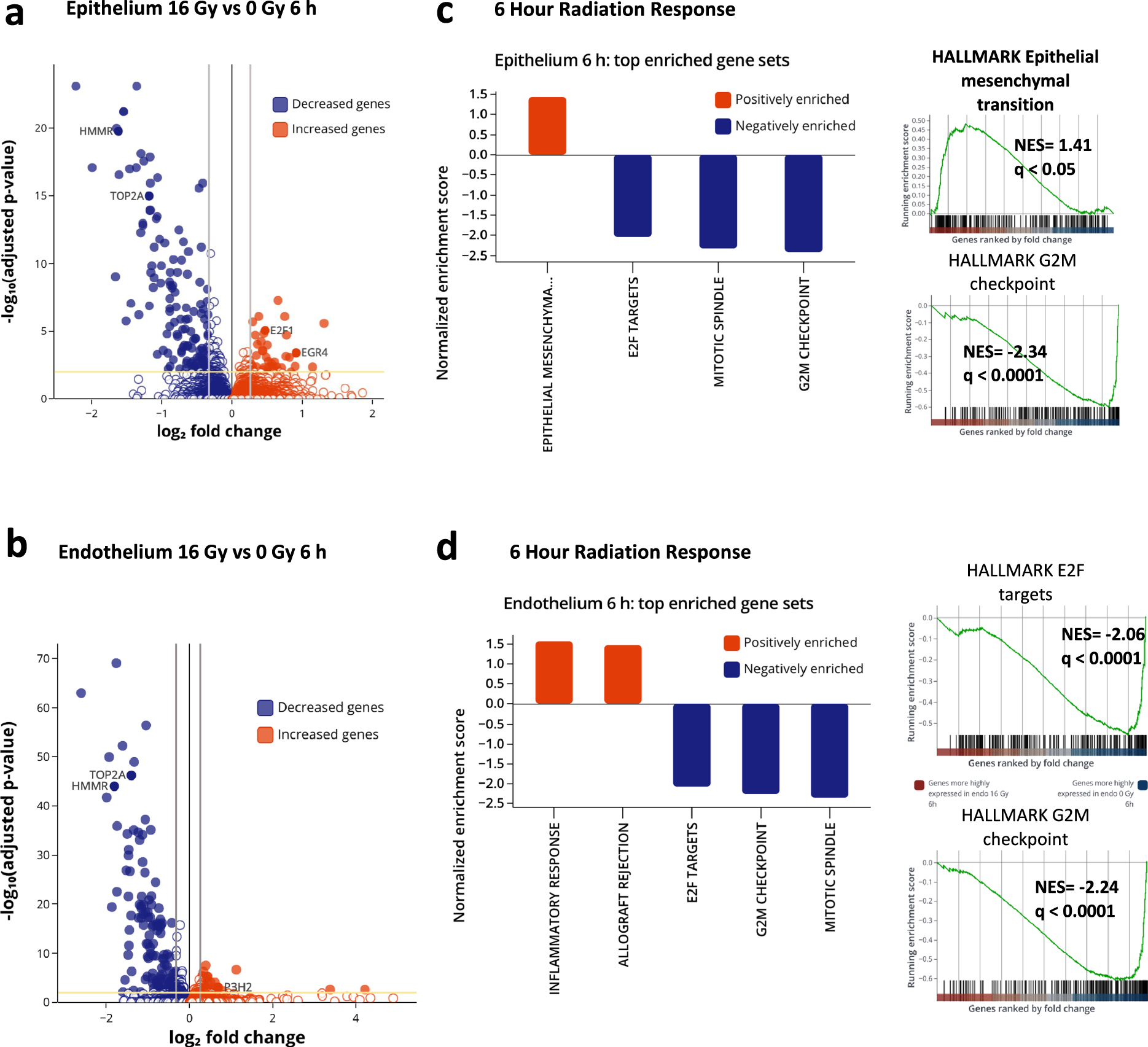Fig. 3: Transcriptomic analyses shows that DNA damage and cell cycle arrest are early effects of radiation.