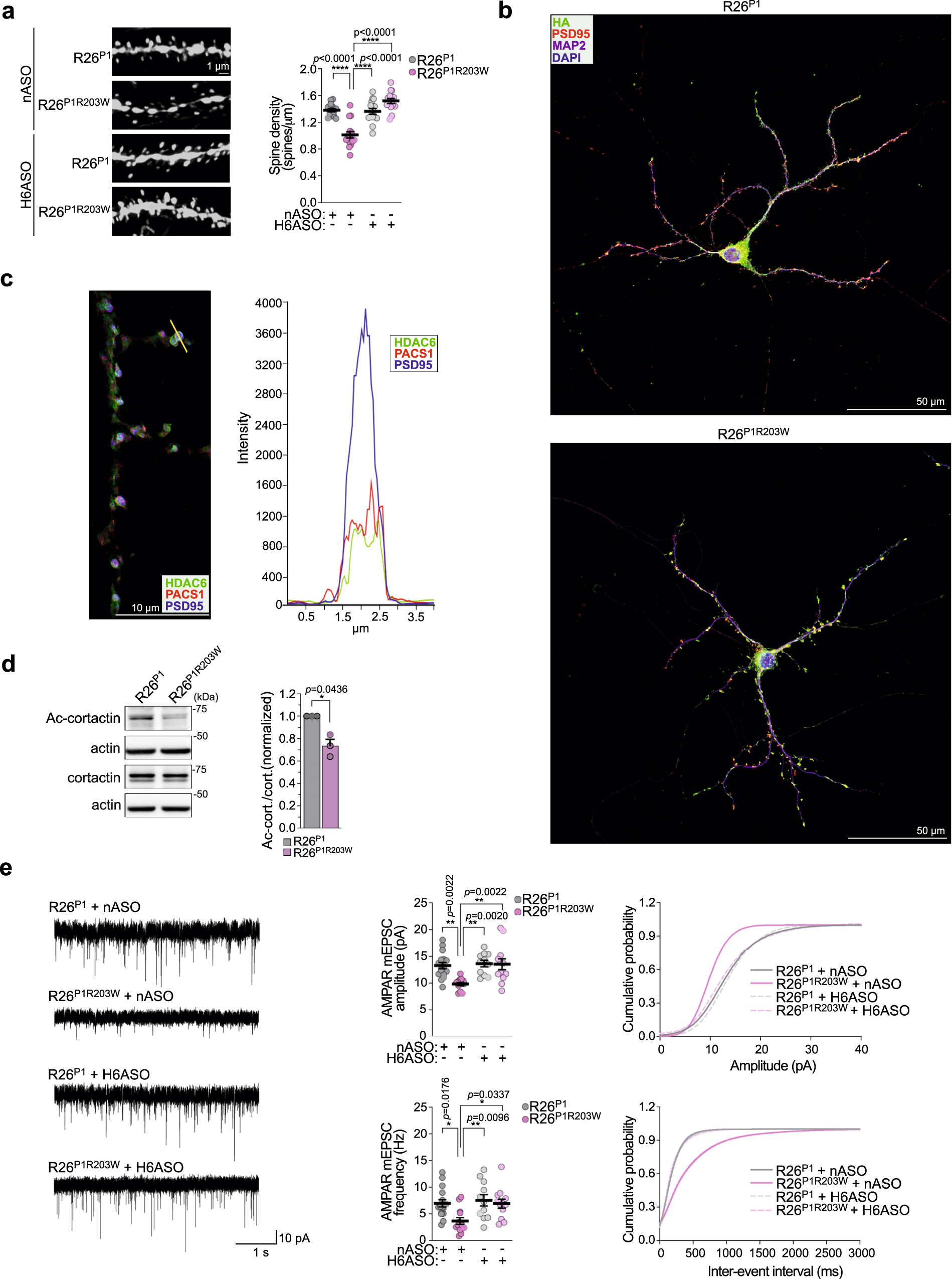 Fig. 5: HDAC6 ASO rescues PACS1R203W/HDAC6-induced deficits in spine density and excitatory synaptic communication.
