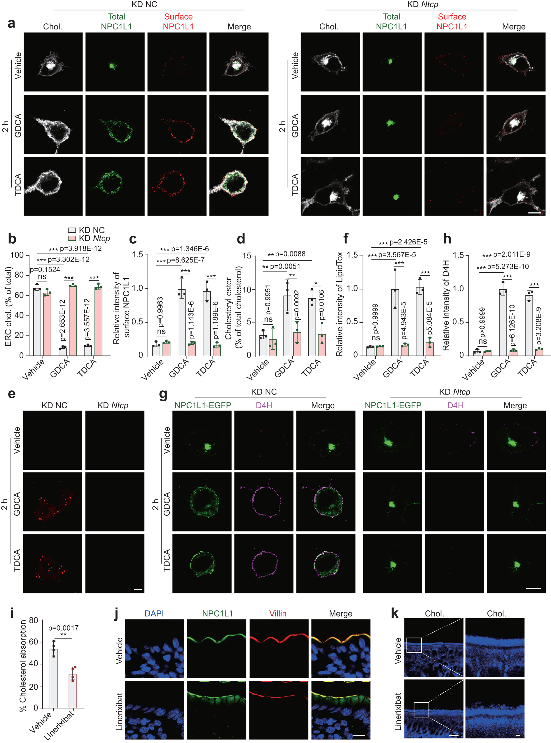 Fig. 4: NTCP is required for GDCA- or TDCA-mediated cholesterol transport in cells.