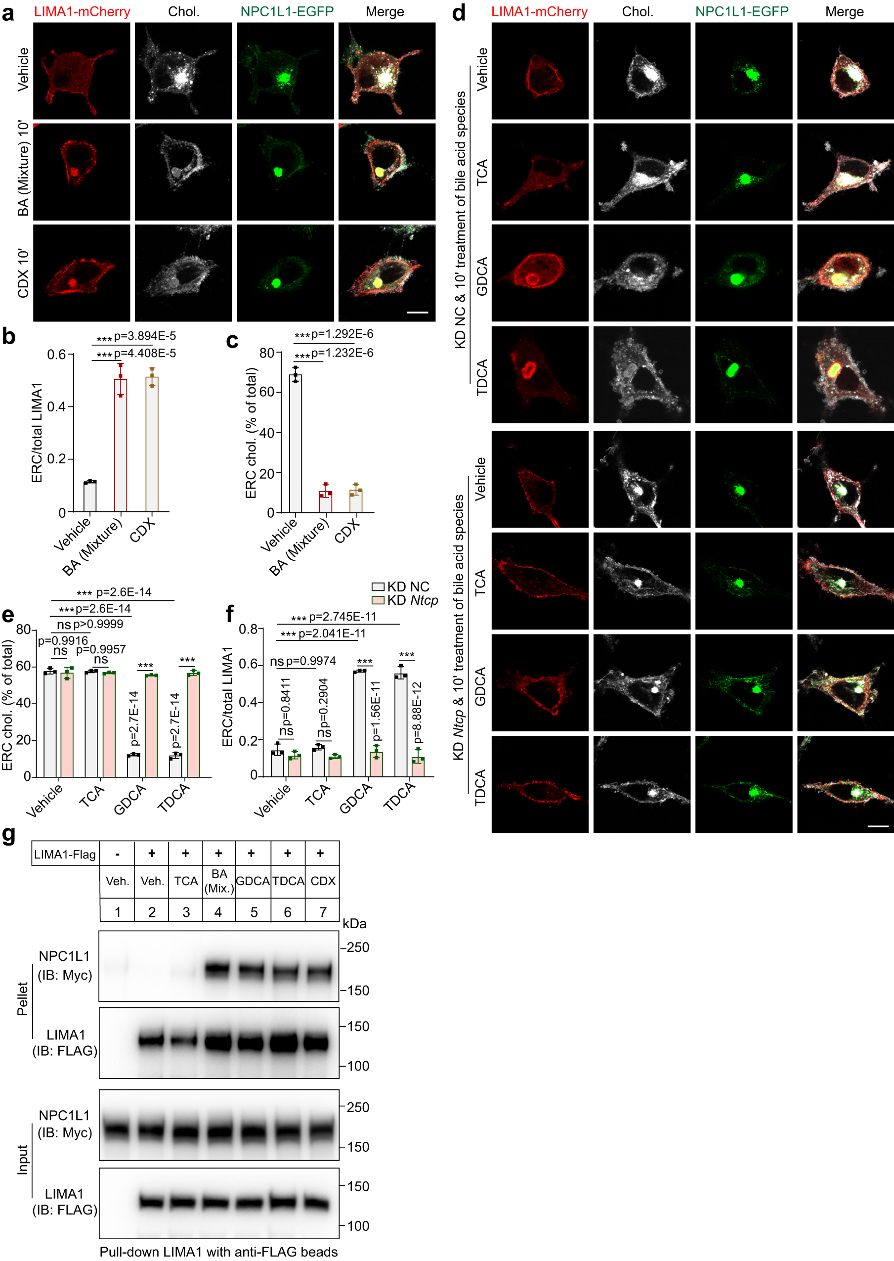 Fig. 6: Acute decrease of cholesterol in ERC relocates LIMA1 to NPC1L1-positive ERC.