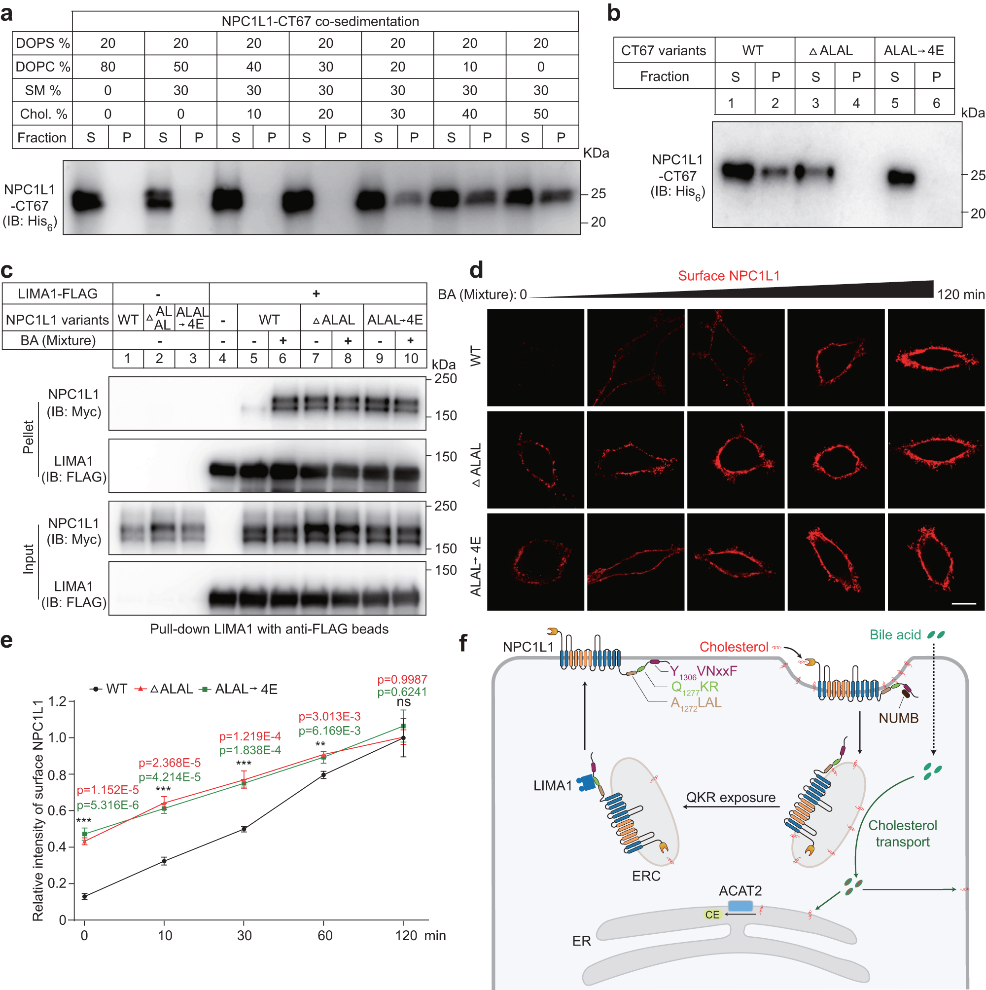 Fig. 7: NPC1L1 associates with membrane in a cholesterol-dependent manner.