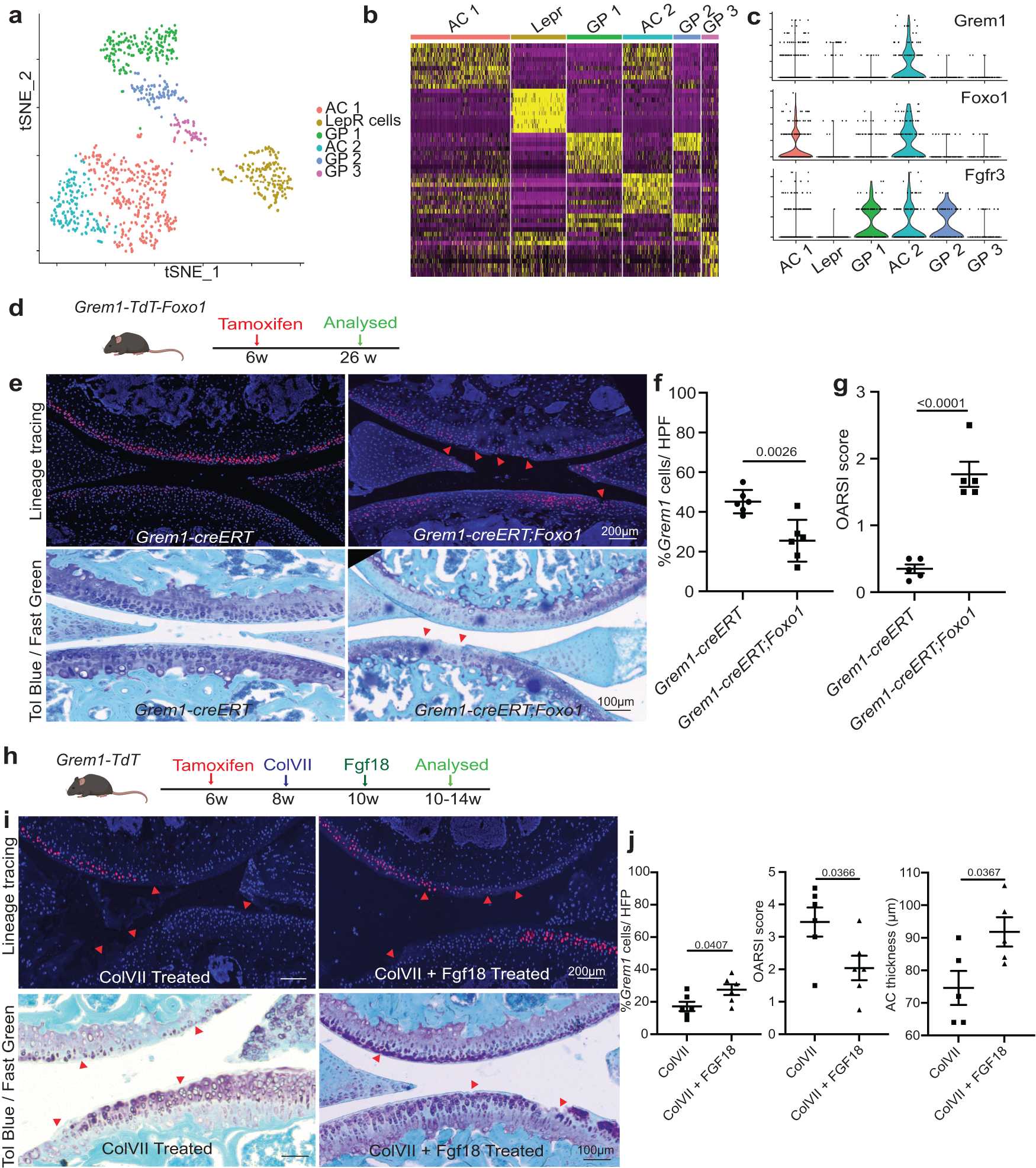 Fig. 4: Grem1-lineage single cell transcriptomics revealed a distinct population of articular chondrocytes that can be targeted for therapy.