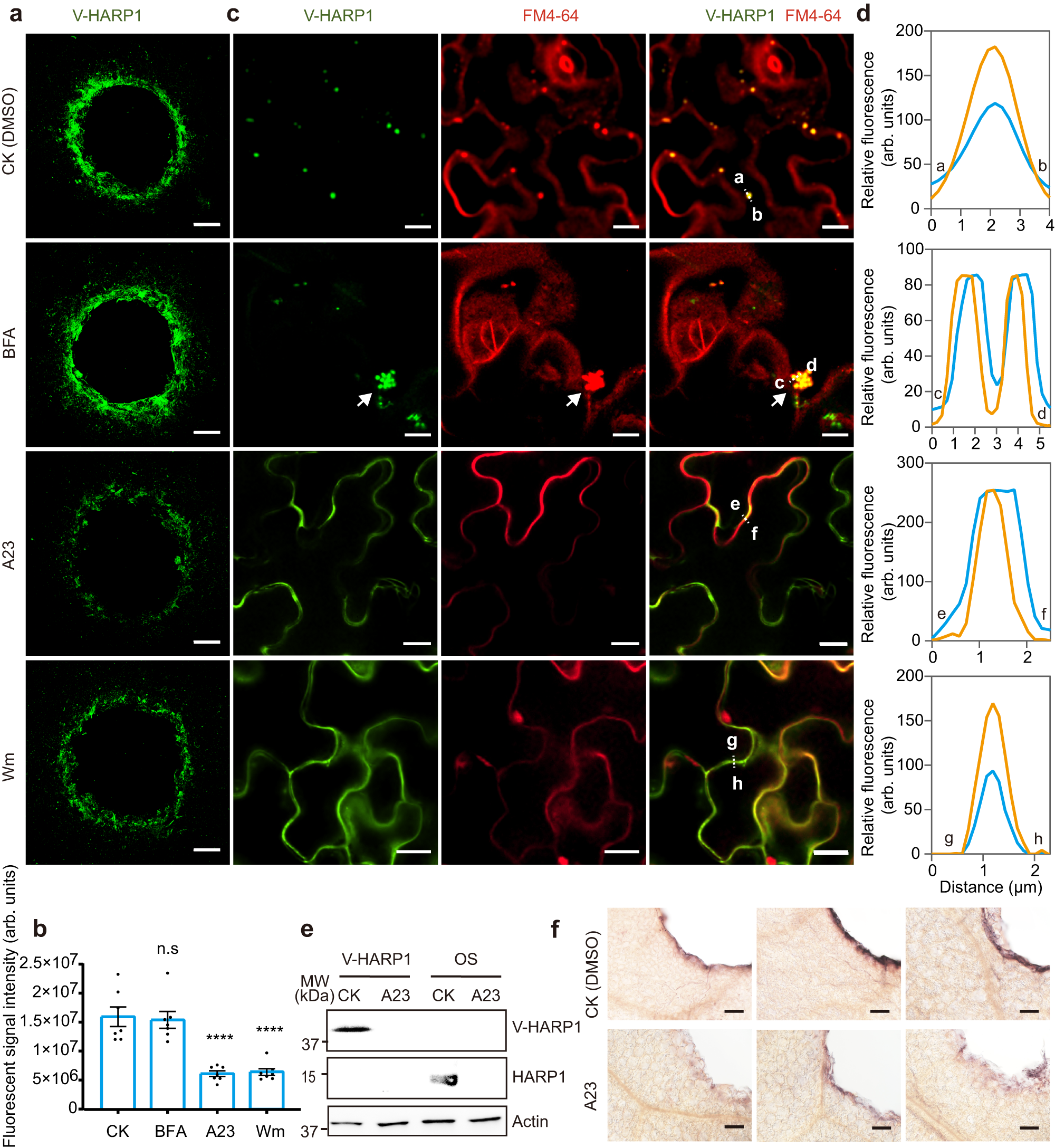 Fig. 2: The entry of HARP1 into plant cells is mediated by endocytosis.