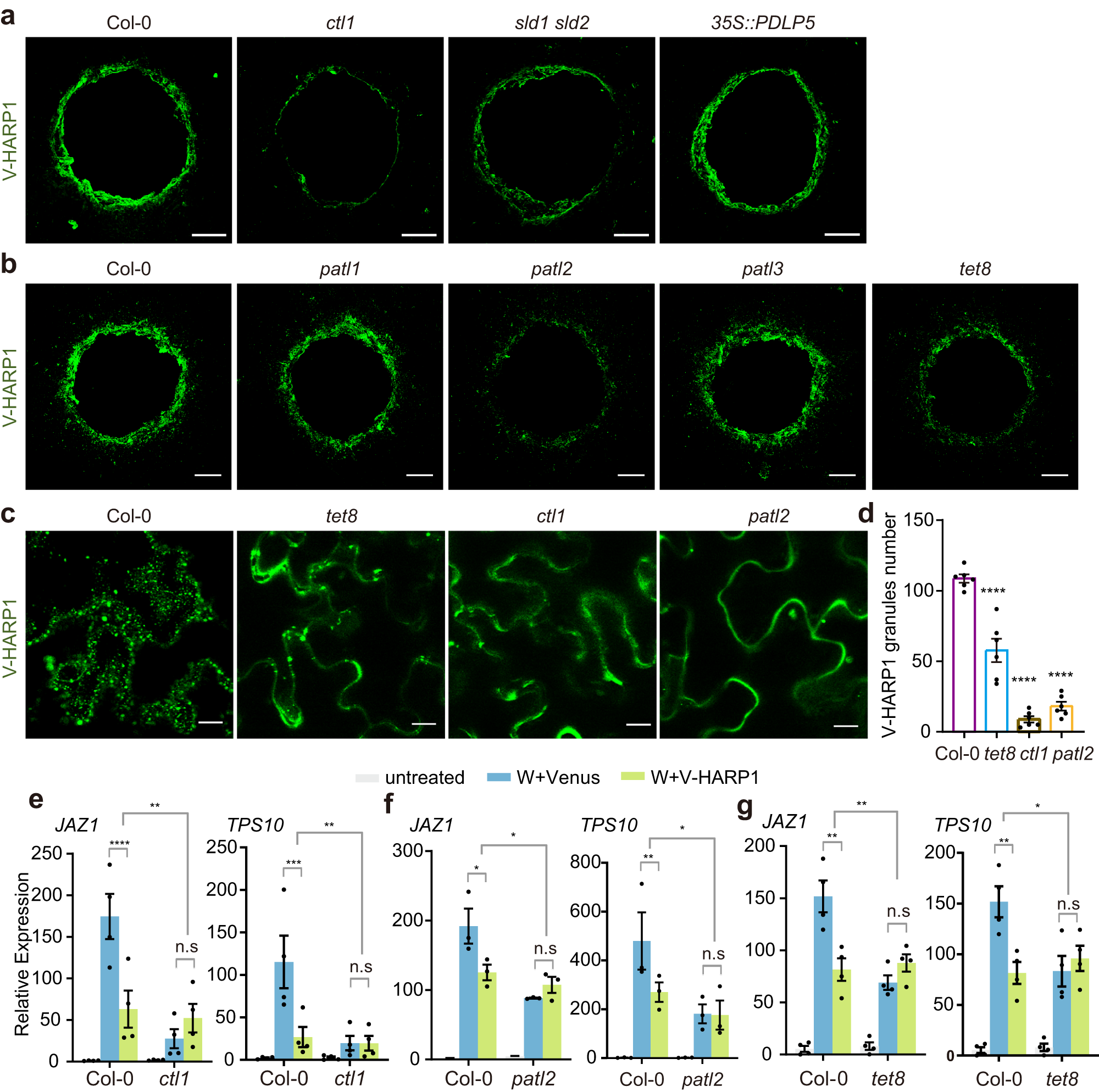 Fig. 3: Deficient V-HARP1 import is companied with the reduced effector activities.
