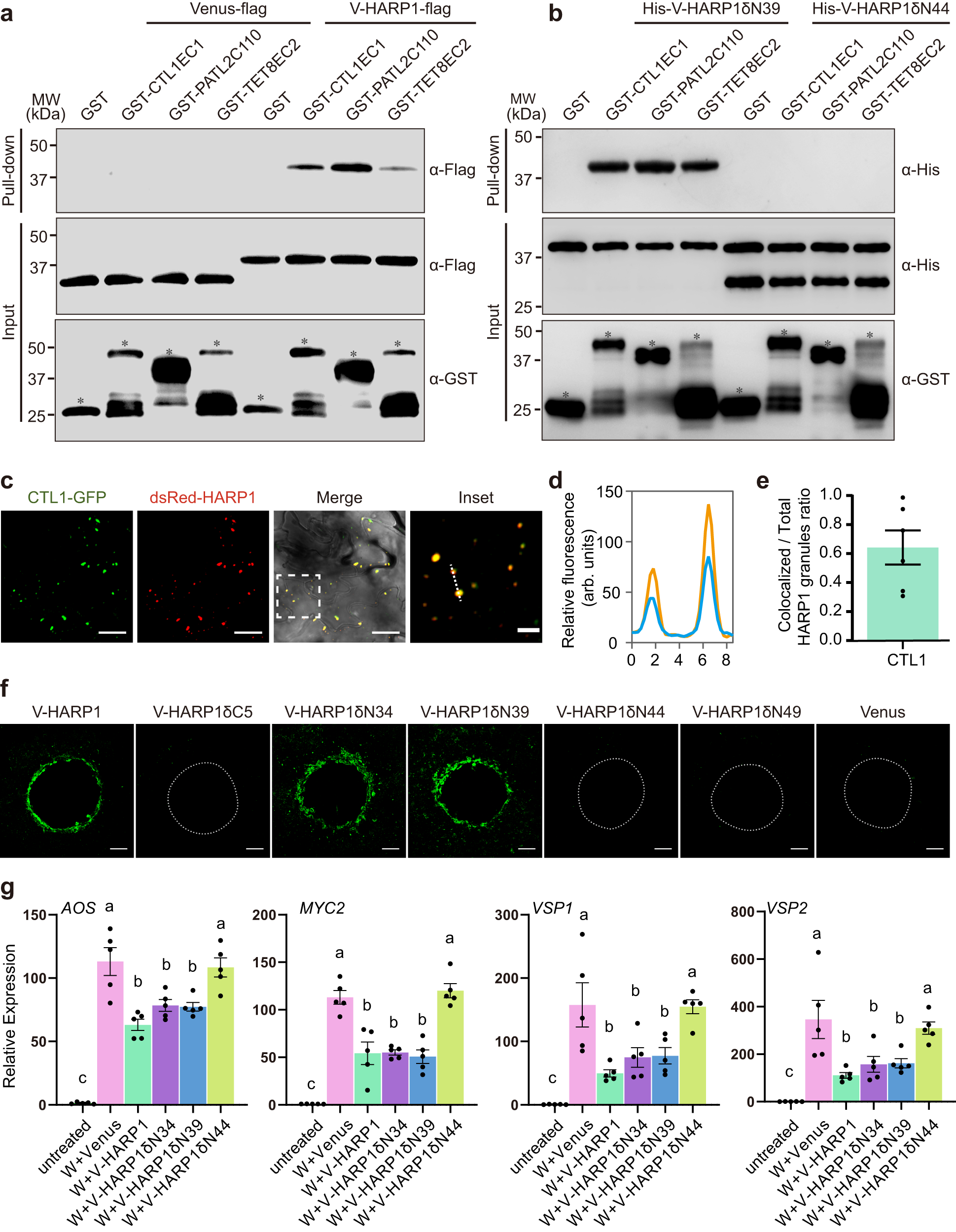 Fig. 4: The interactions of HARP1 with CTL1, PATL2 and TET8 are required for its successful import.