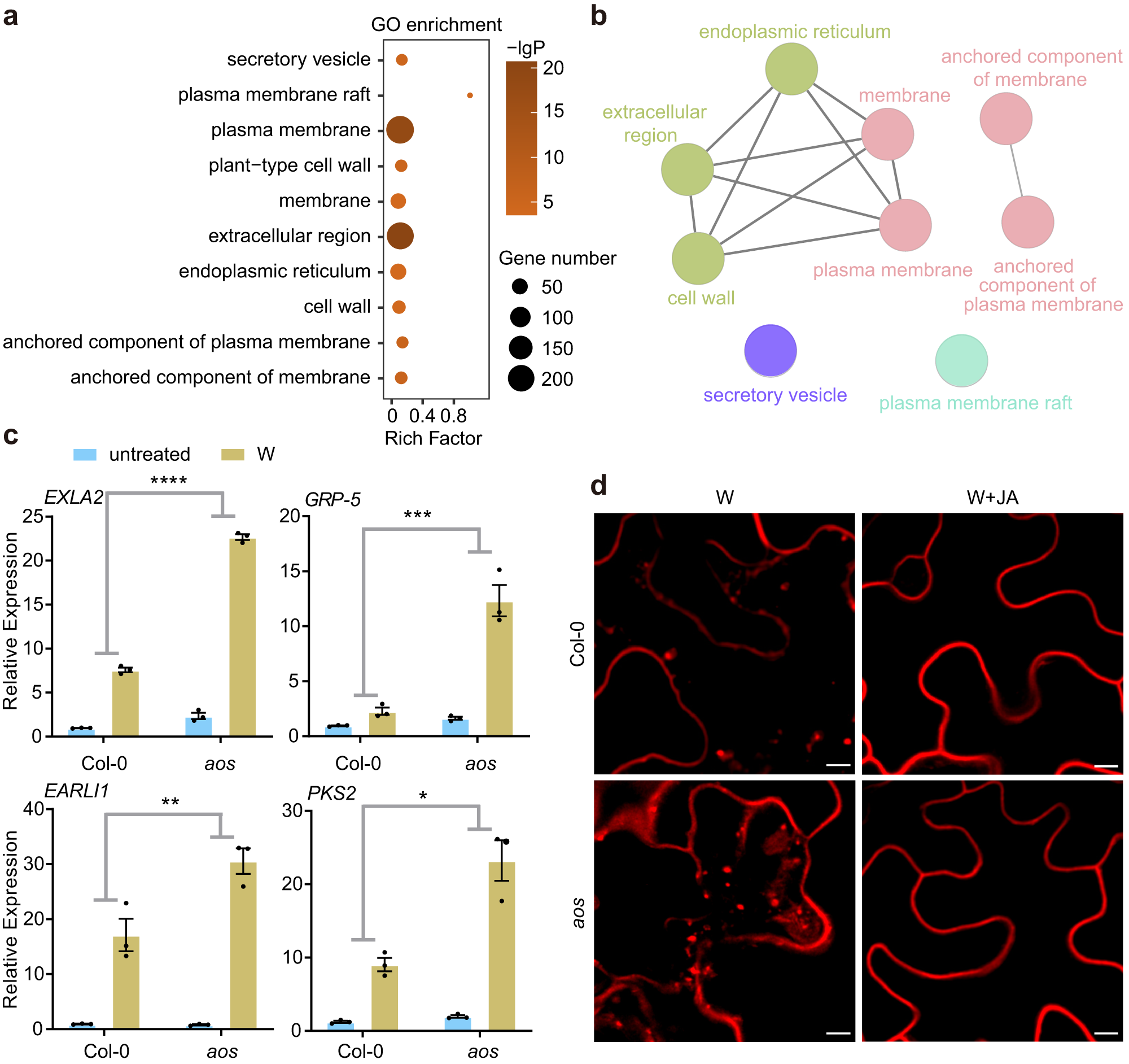 Fig. 5: JA negatively regulates plant endocytosis.