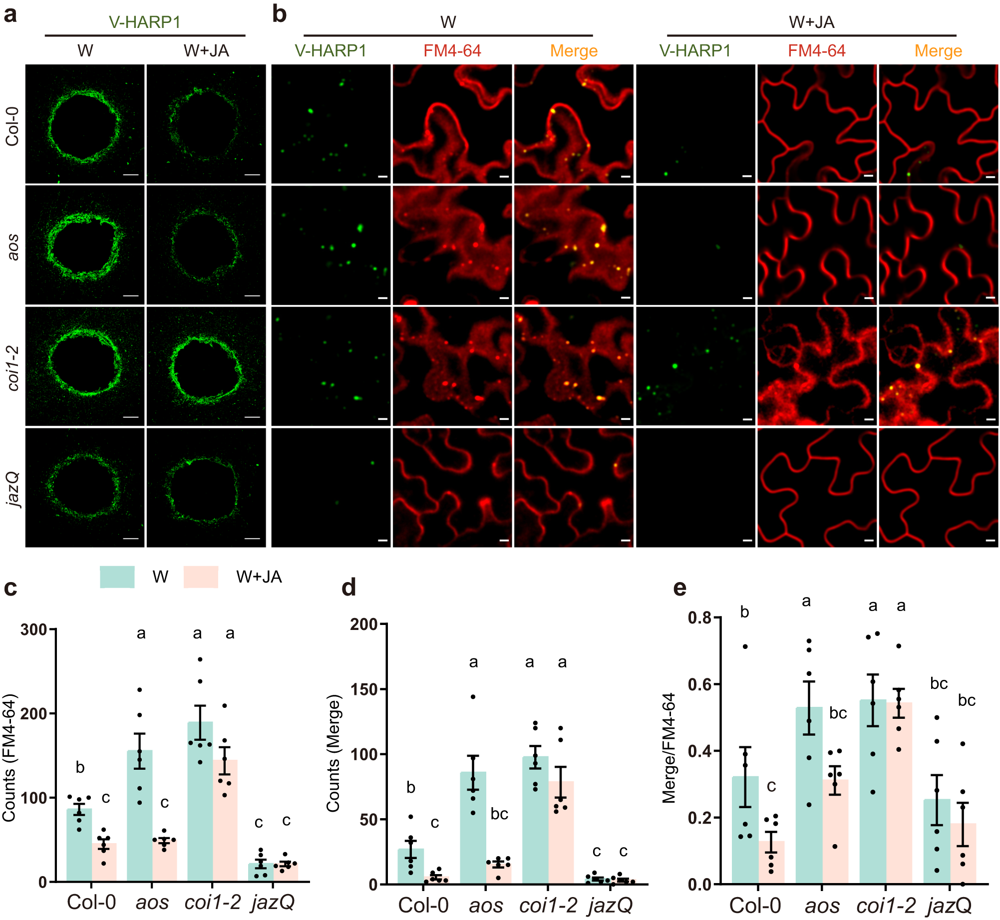 Fig. 6: JA counters HARP1 import into Arabidopsis.