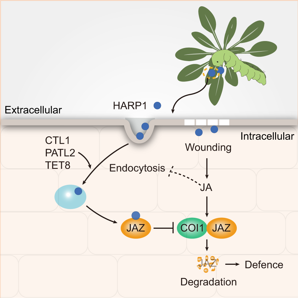 Fig. 7: Diagram of HARP1 trafficking in plant.