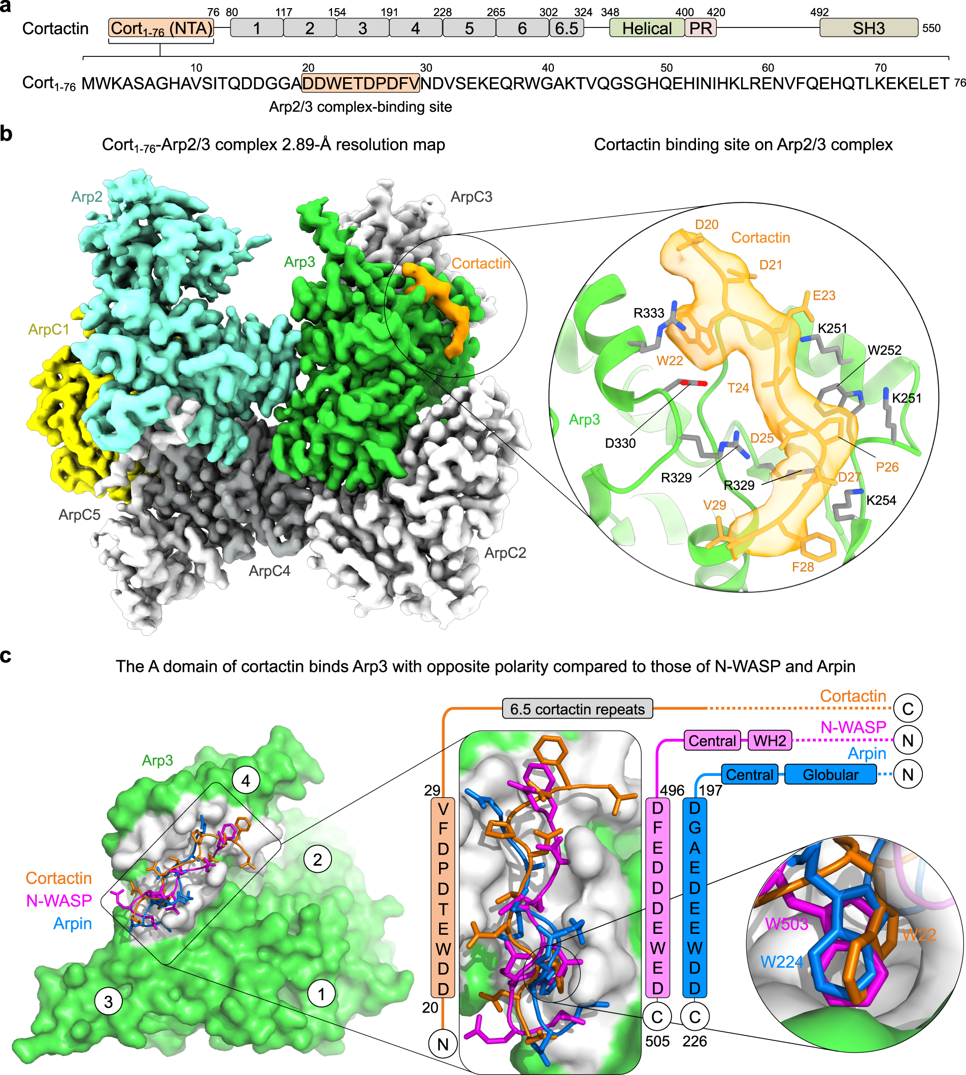 PDF) The Arp1/11 minifilament of dynactin primes the endosomal Arp2/3  complex