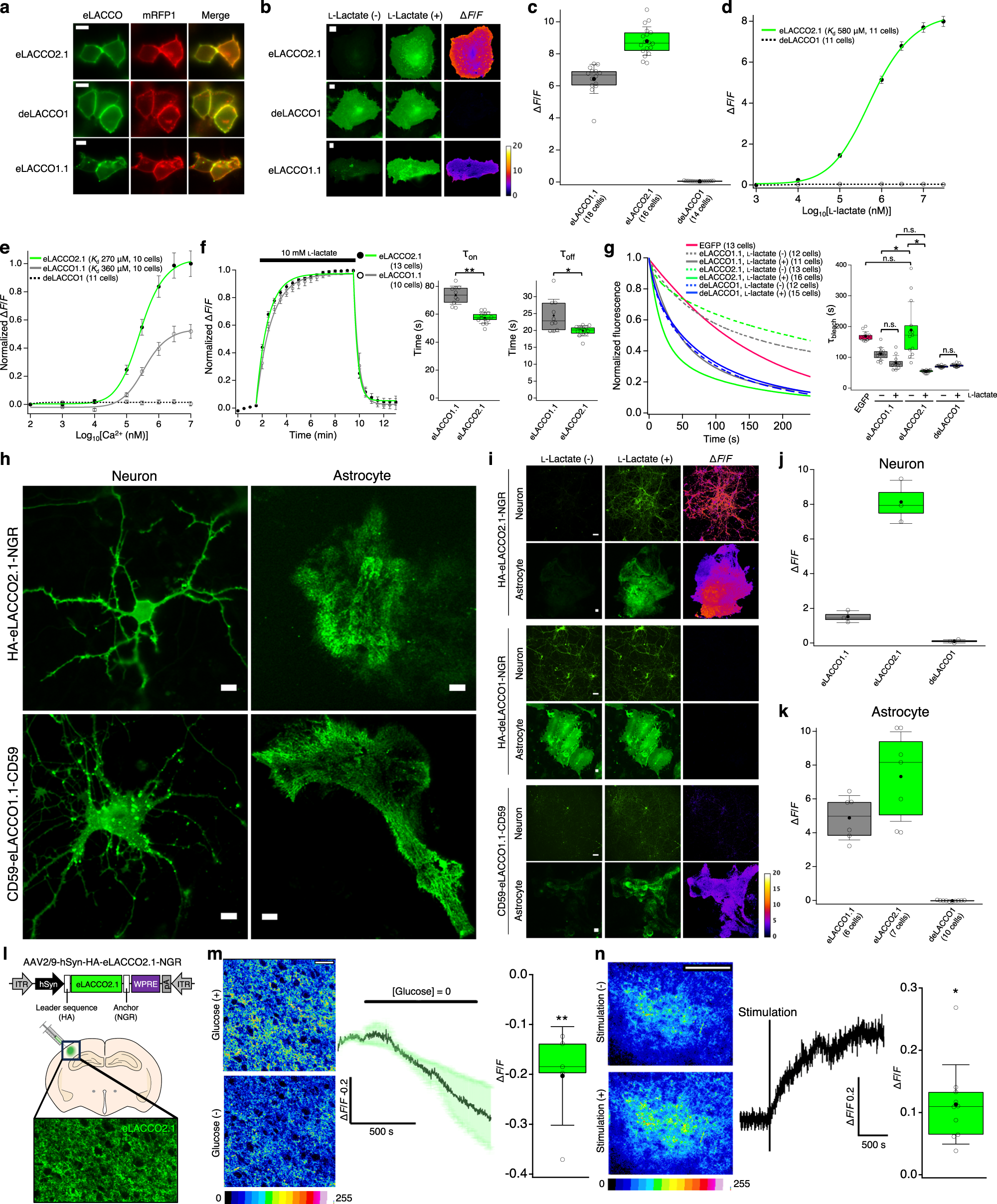 Fig. 3: Characterization of eLACCO2.1 in live mammalian cells and acute brain slices.