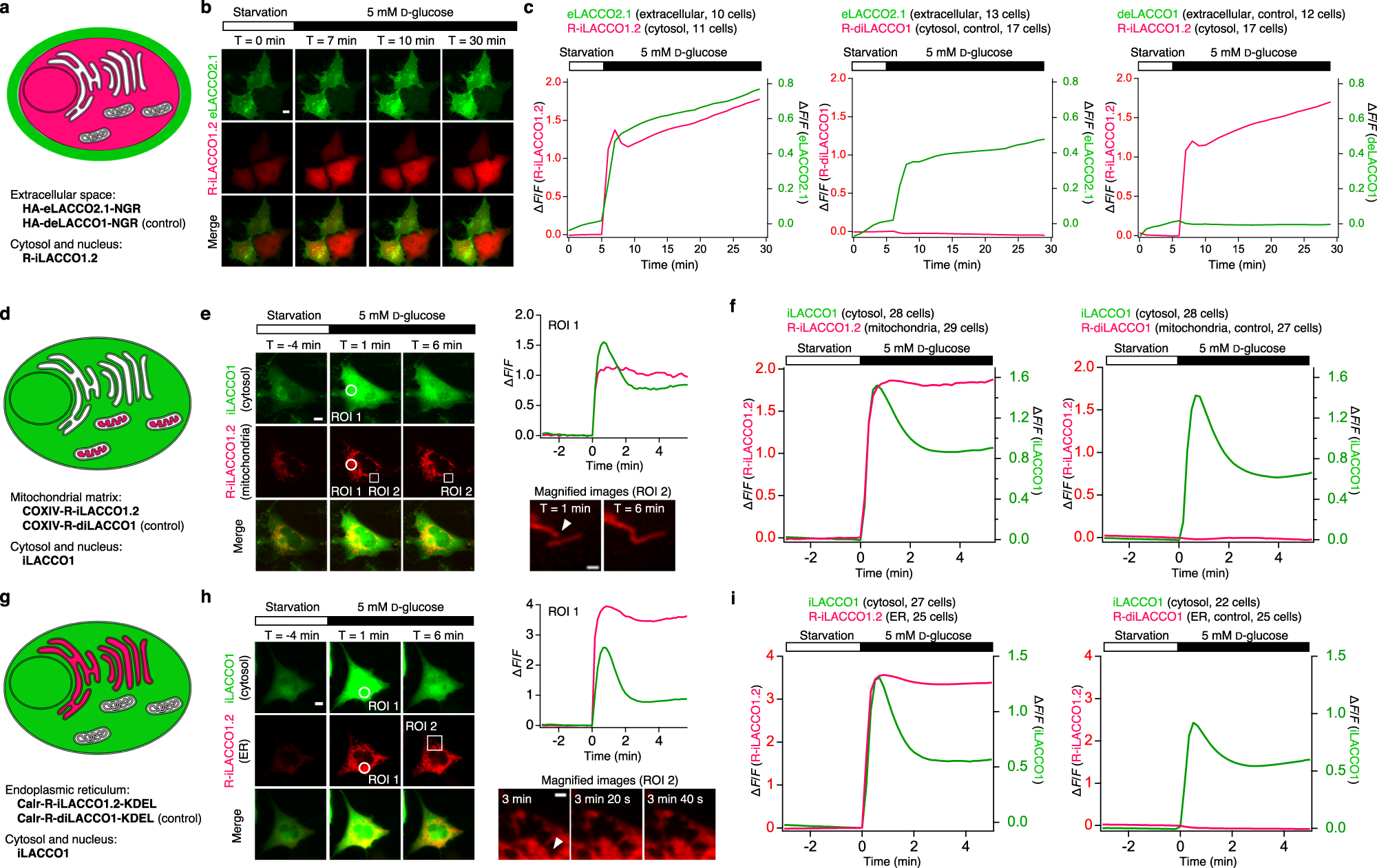 Fig. 6: Spectrally and spatially multiplexed l-lactate imaging.