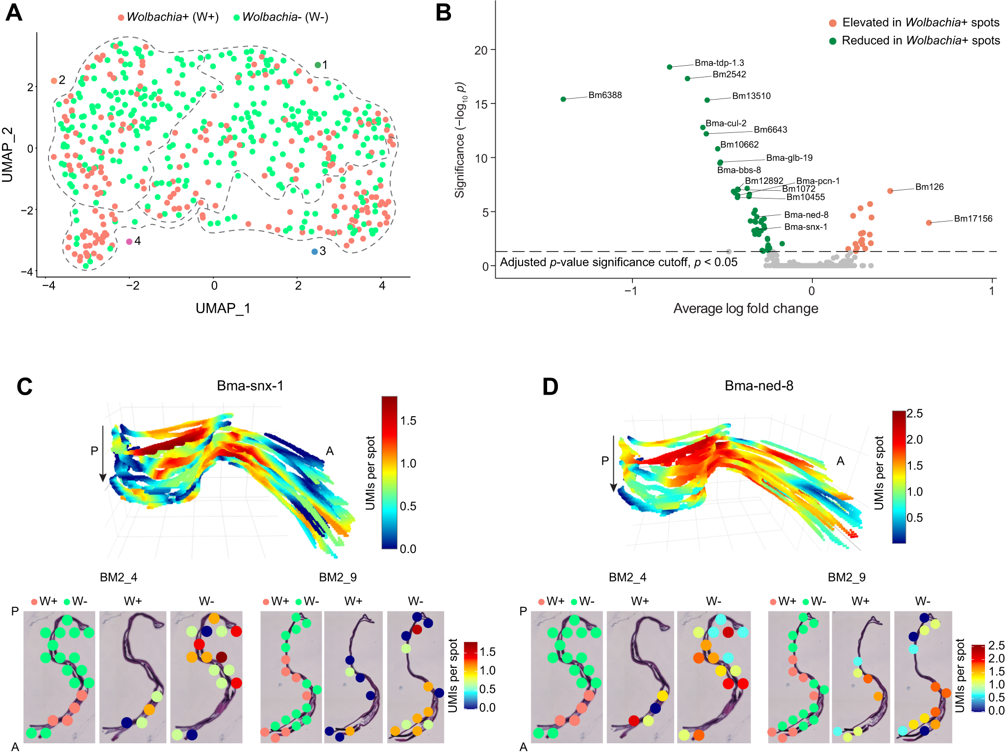 Fig. 5: Co-localization of B. malayi genes in Wolbachia+ versus Wolbachia- spots.