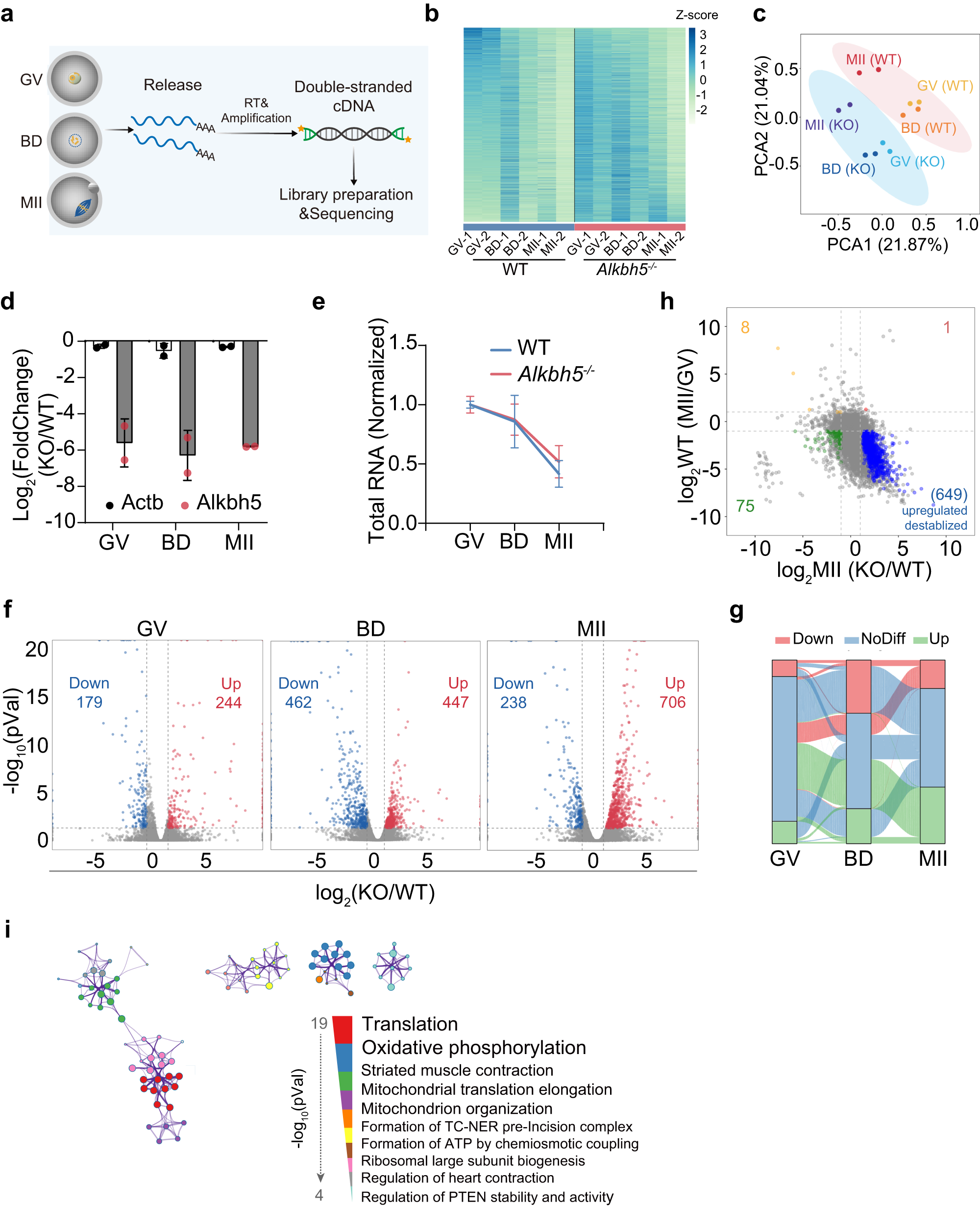 Fig. 4: Altered transcriptional profiles in Alkbh5−/− oocytes.