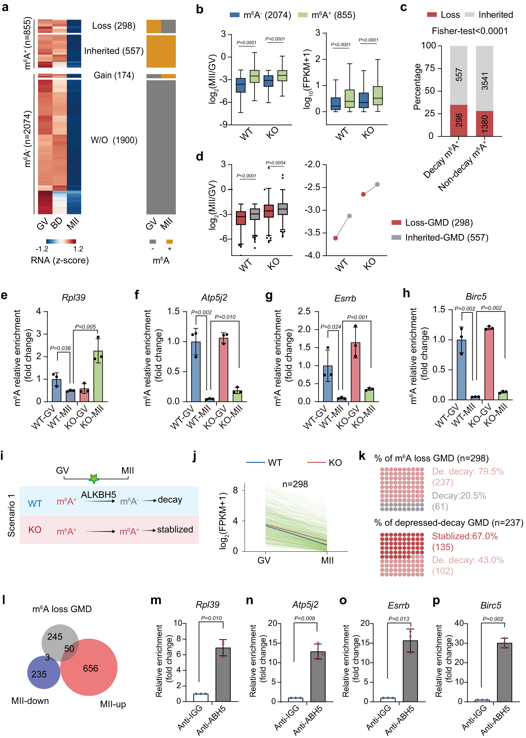 Fig. 7: ALKBH5-mediated demethylation ensures the timely decay of maternal RNAs.